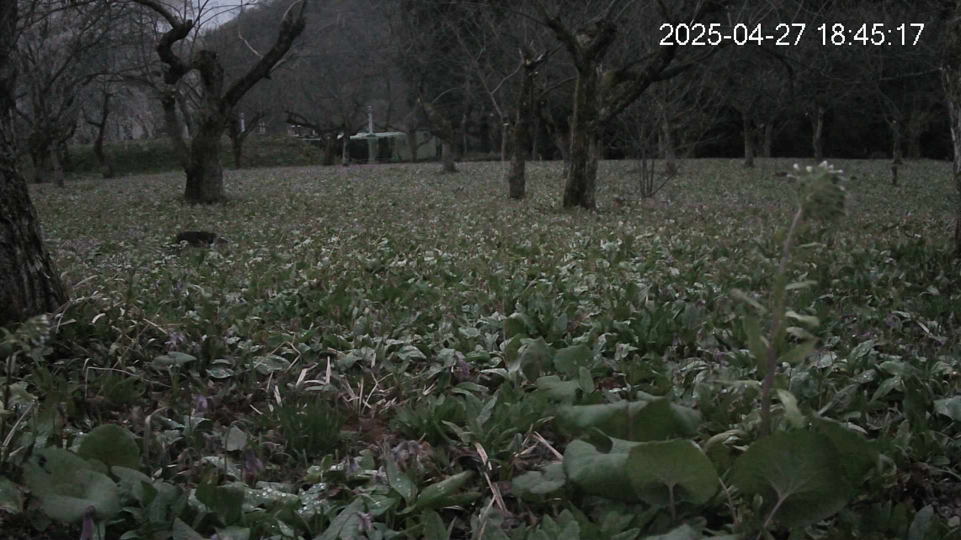 katakuri1-20250427184538.jpg