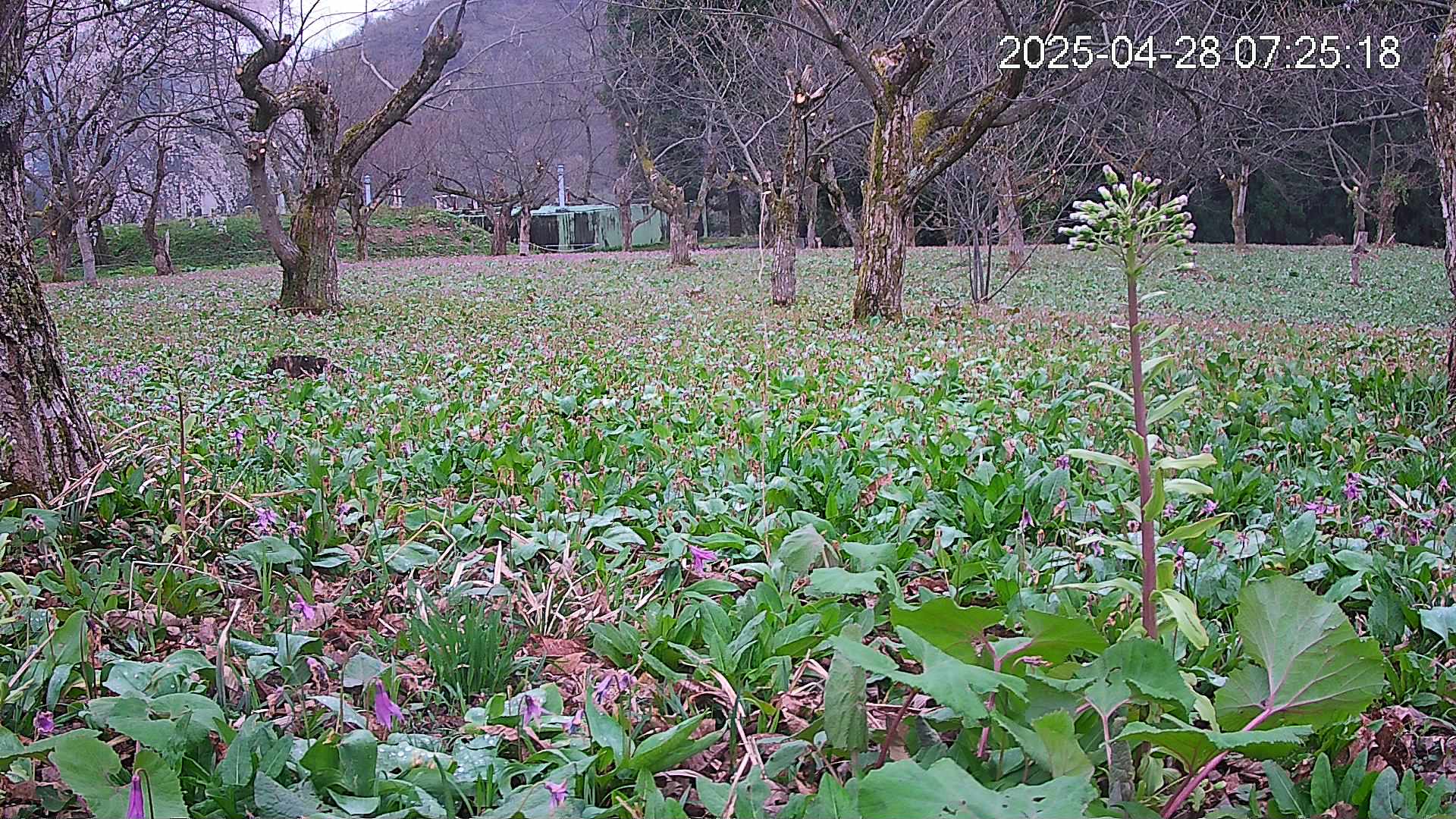 katakuri1-20250428072615.jpg