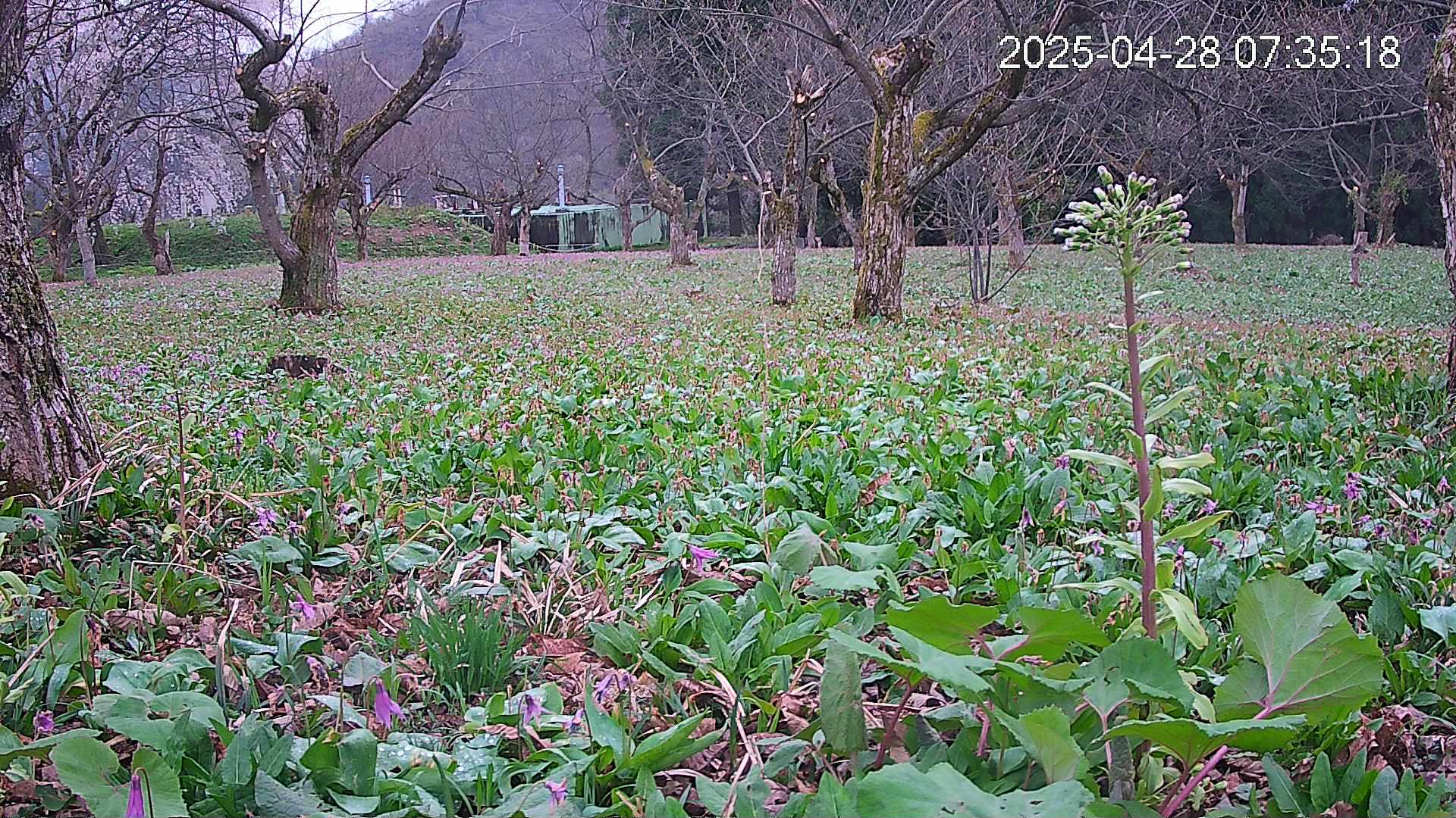 katakuri1-20250428073617.jpg
