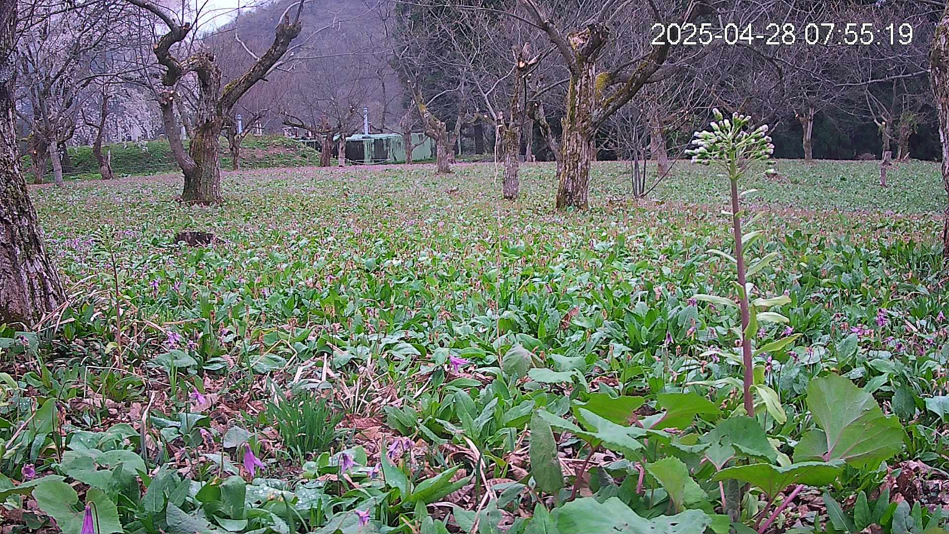 katakuri1-20250428075613.jpg