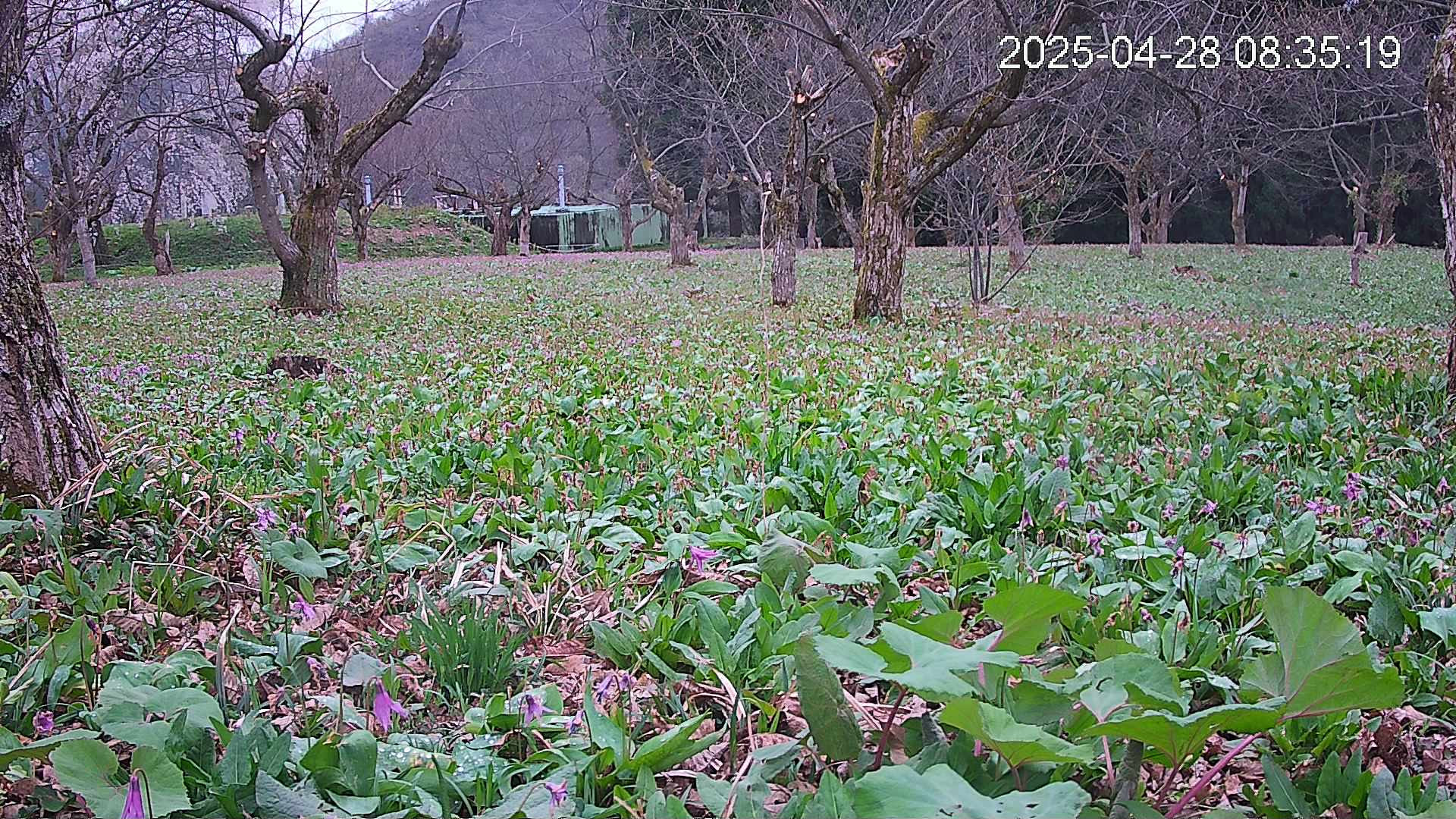 katakuri1-20250428083614.jpg