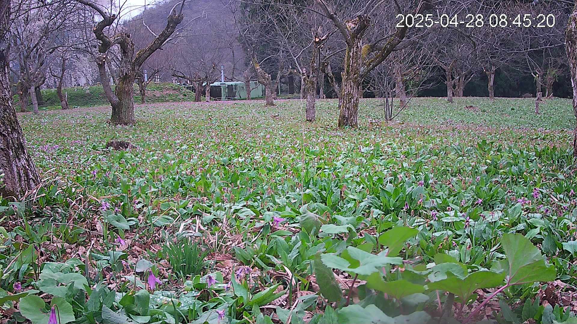 katakuri1-20250428084613.jpg