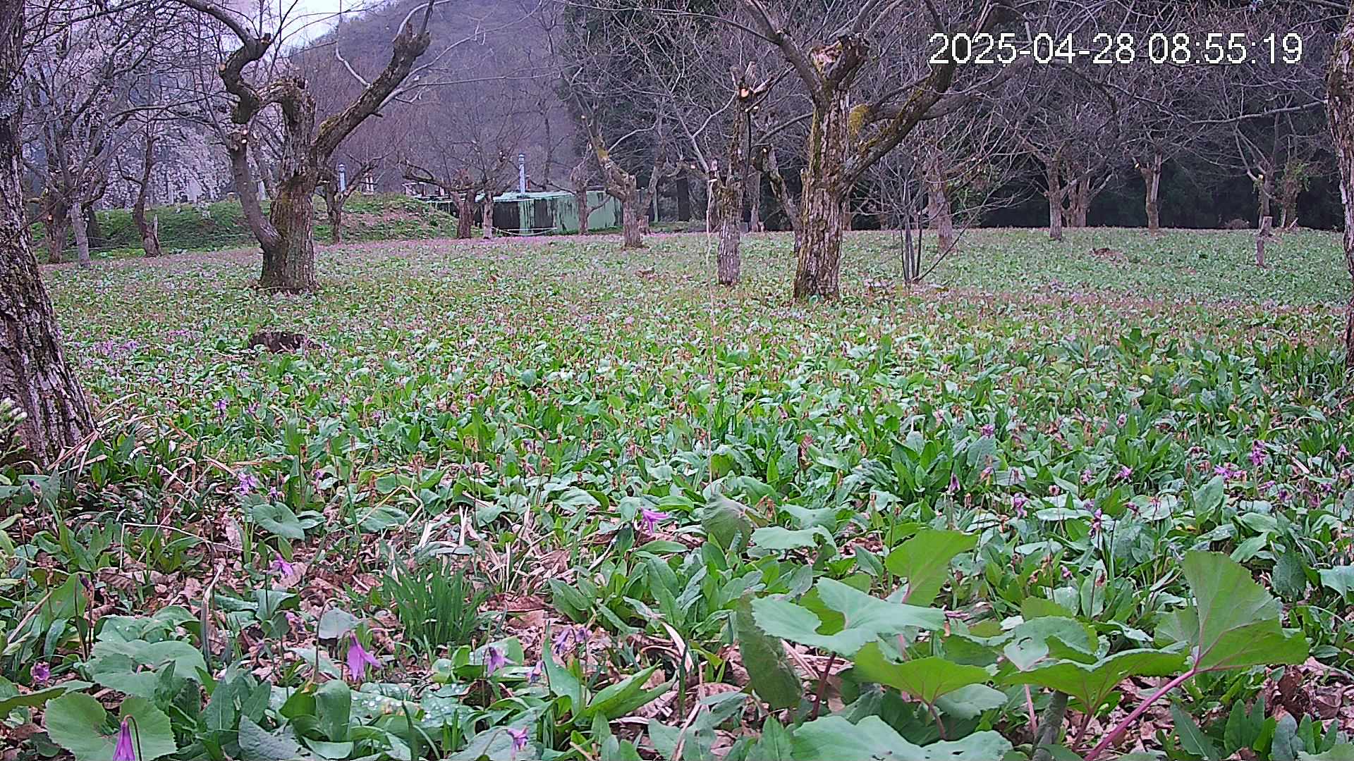 katakuri1-20250428085614.jpg