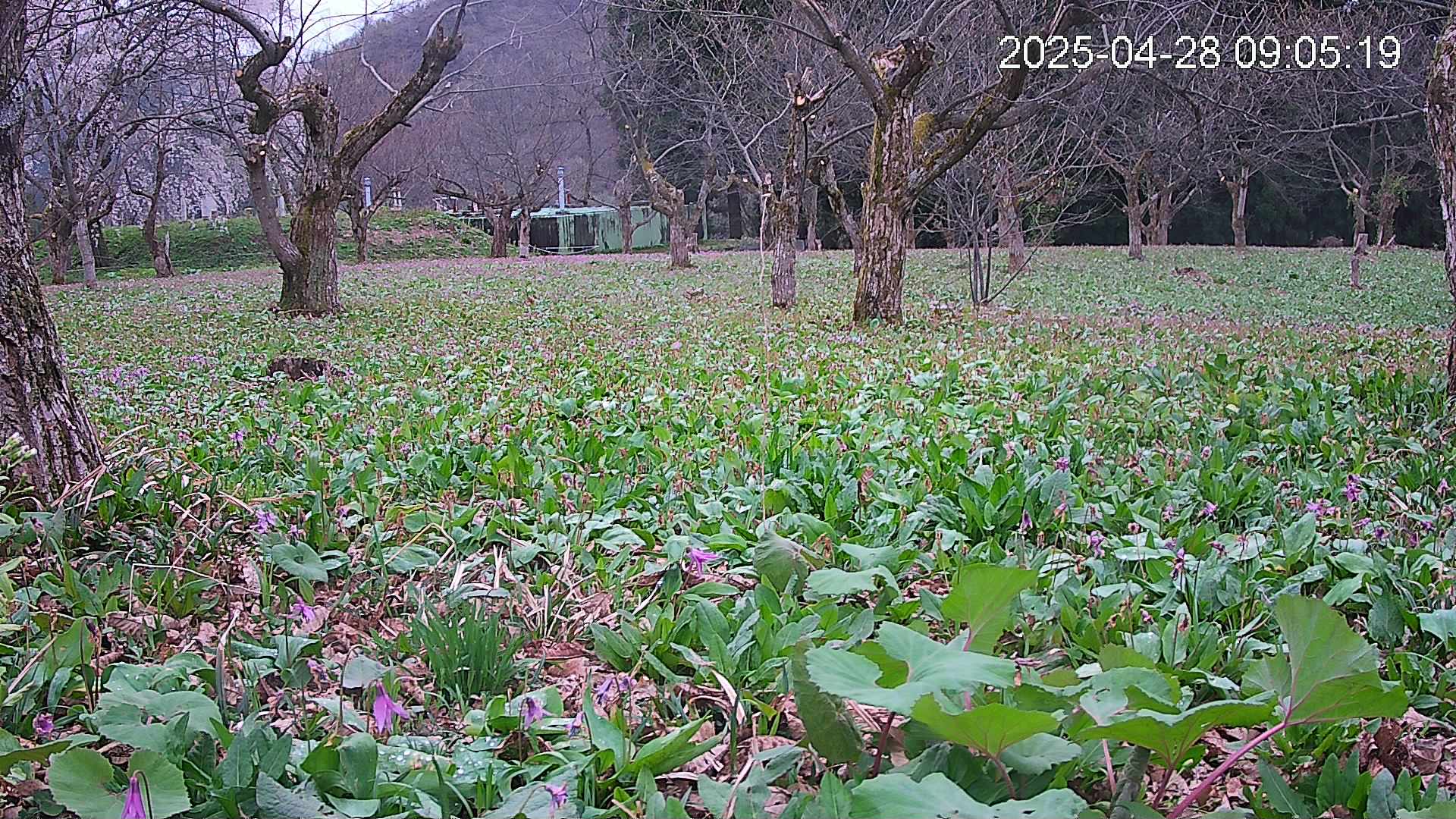 katakuri1-20250428090610.jpg