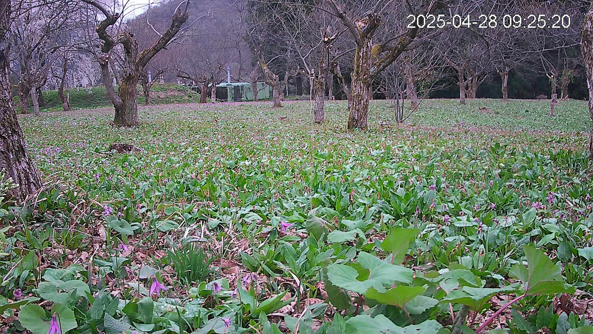 katakuri1-20250428092613.jpg