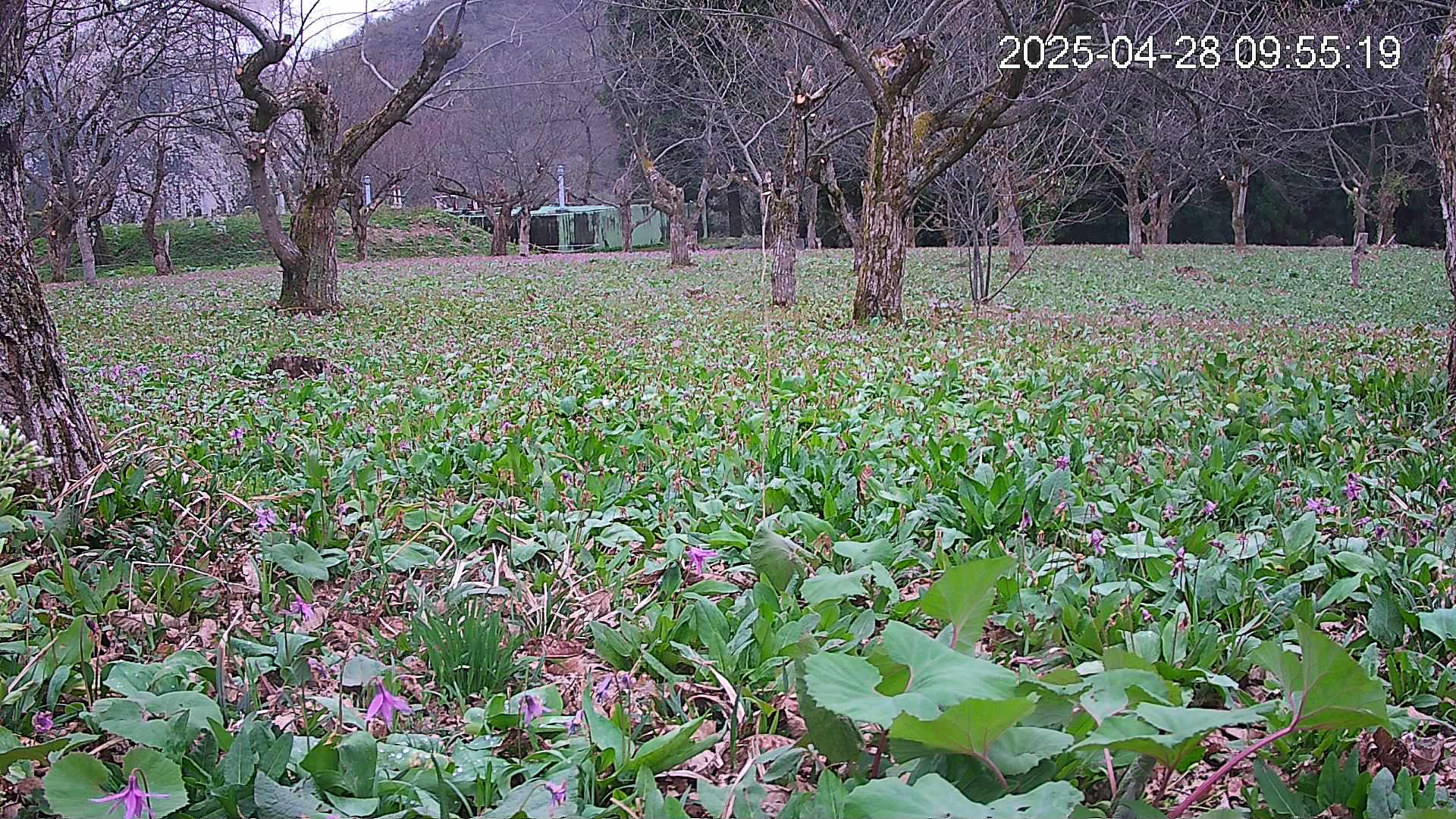 katakuri1-20250428095612.jpg