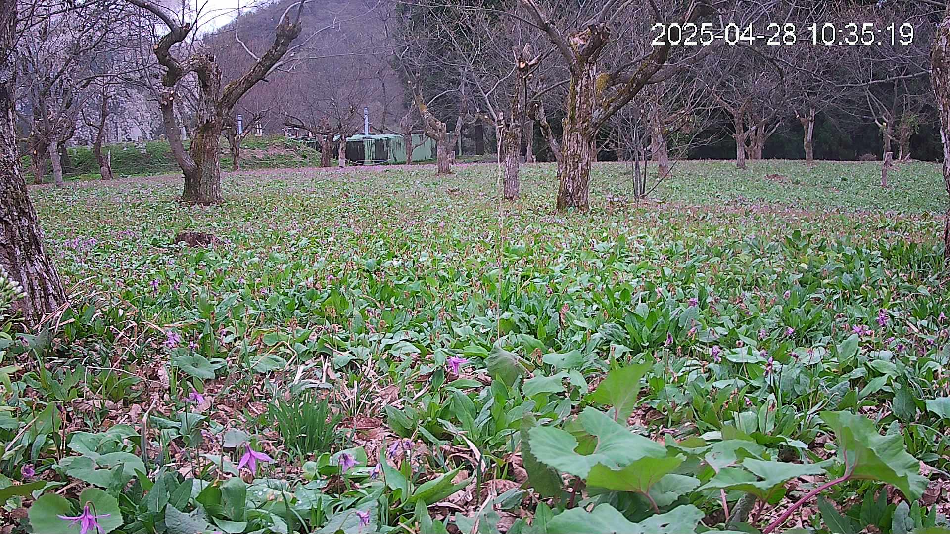 katakuri1-20250428103611.jpg
