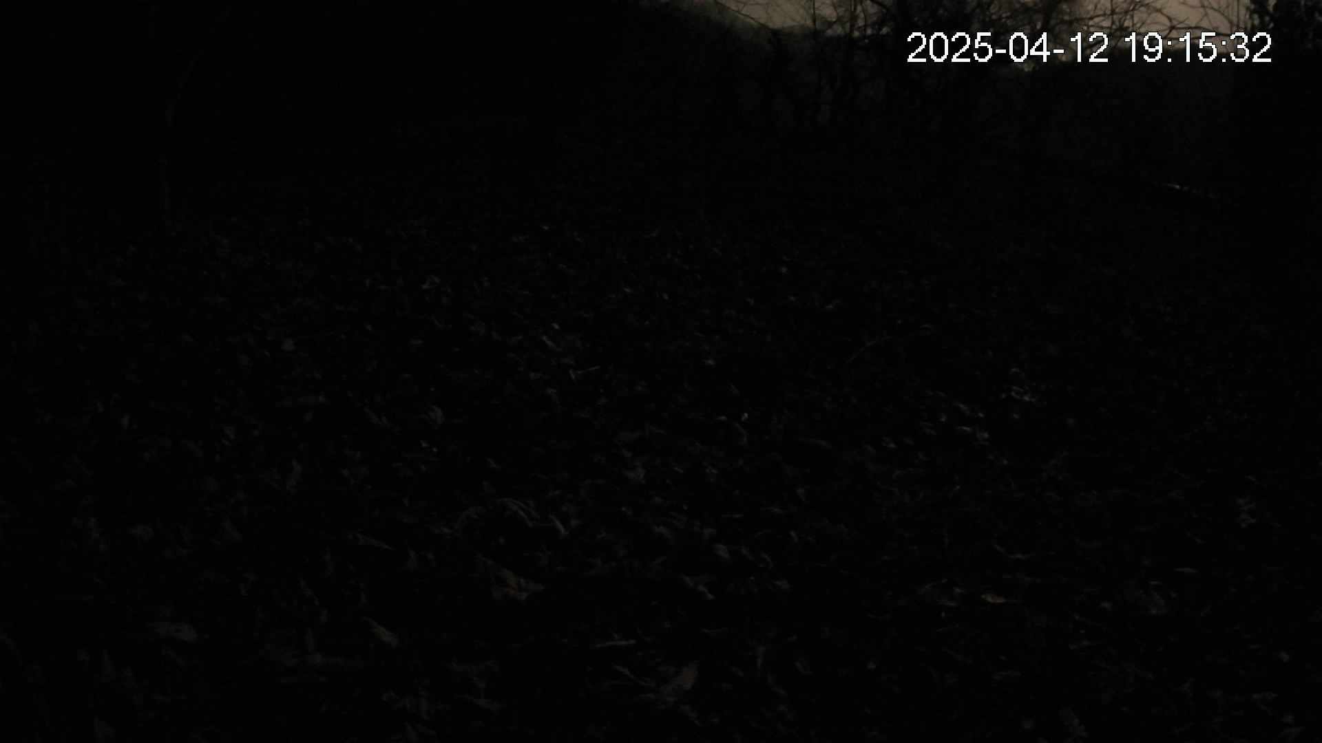 katakuri2-20250412191532.jpg
