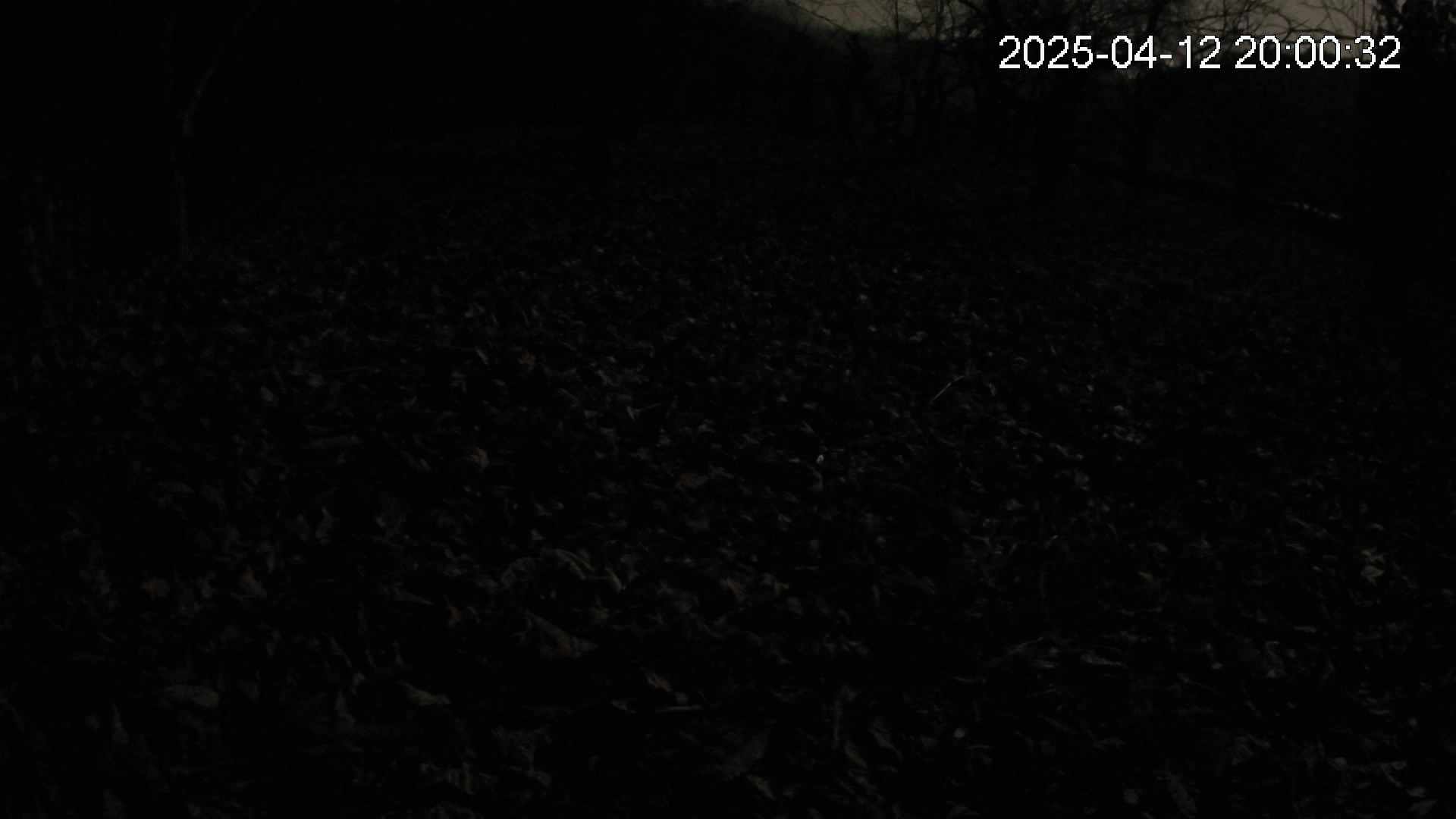 katakuri2-20250412200033.jpg