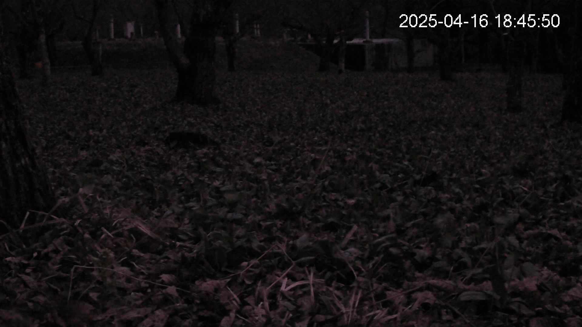 katakuri2-20250416184602.jpg