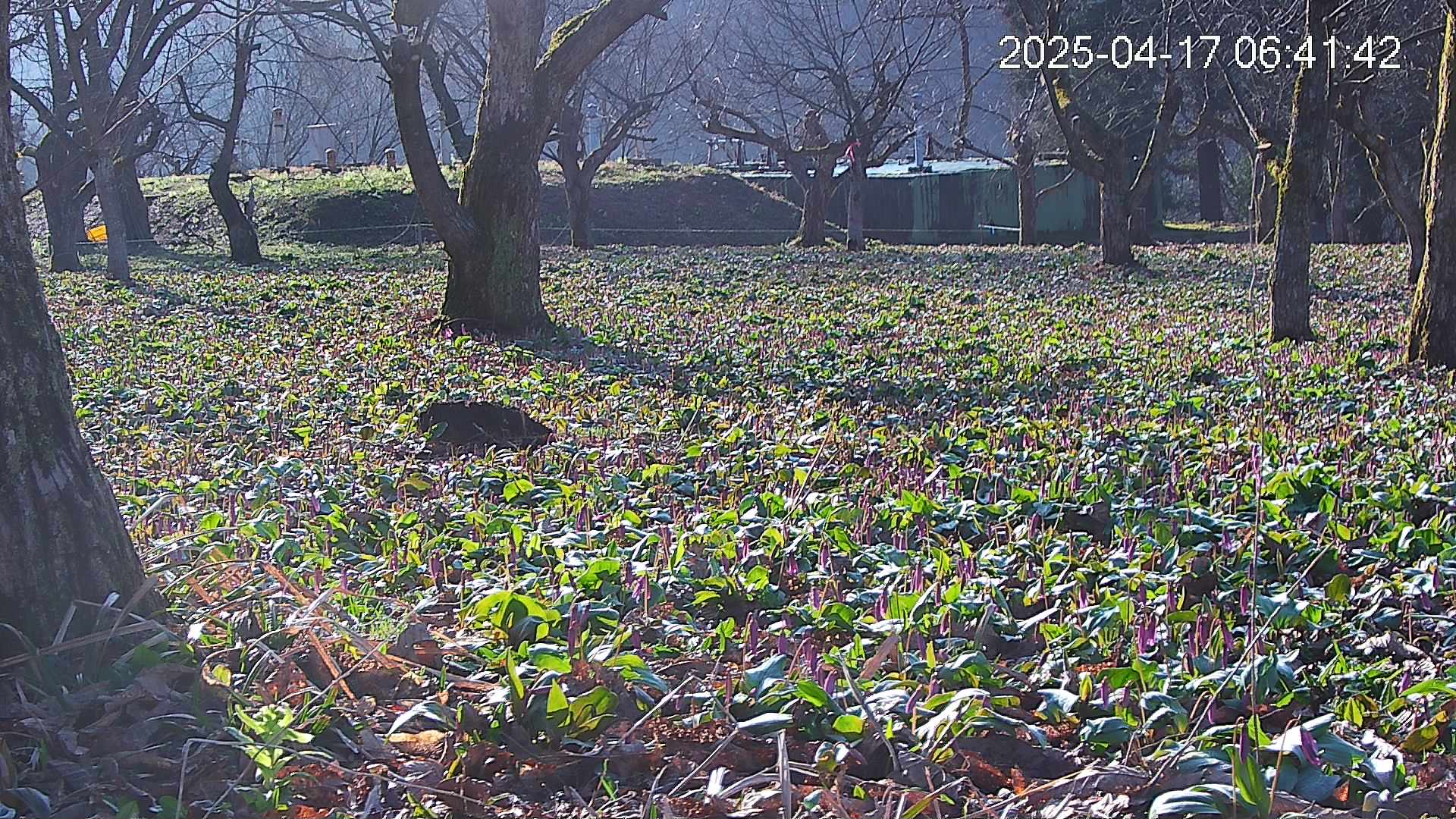 katakuri2-20250417064249.jpg