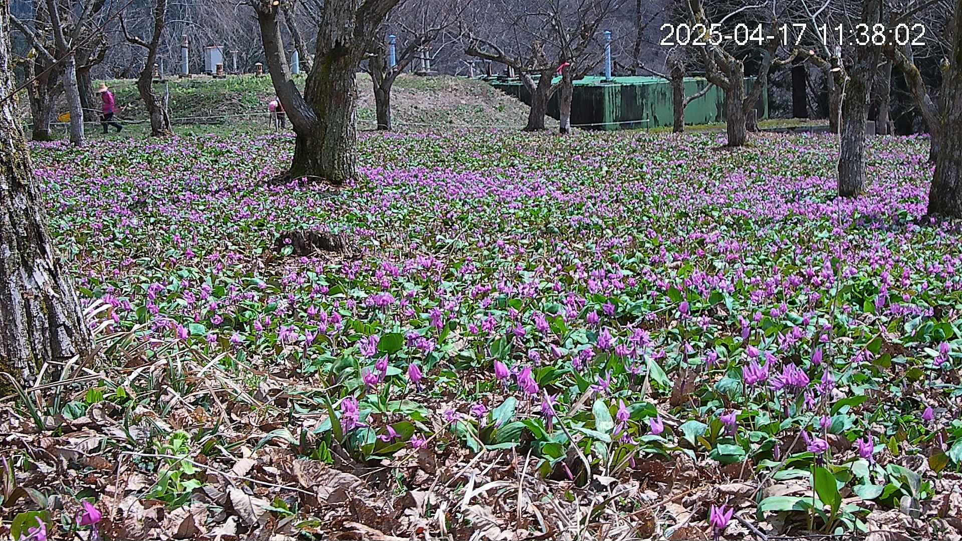 katakuri2-20250417113917.jpg