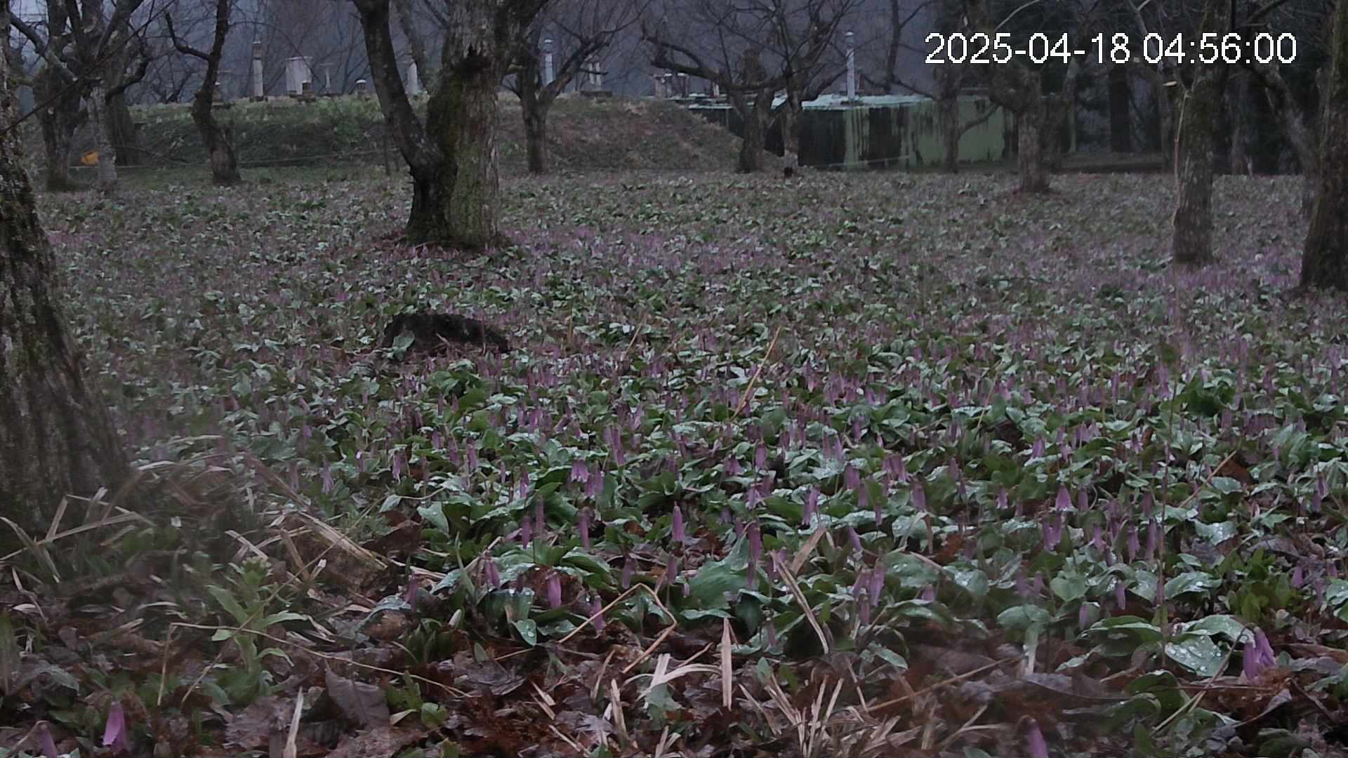 katakuri2-20250418045622.jpg