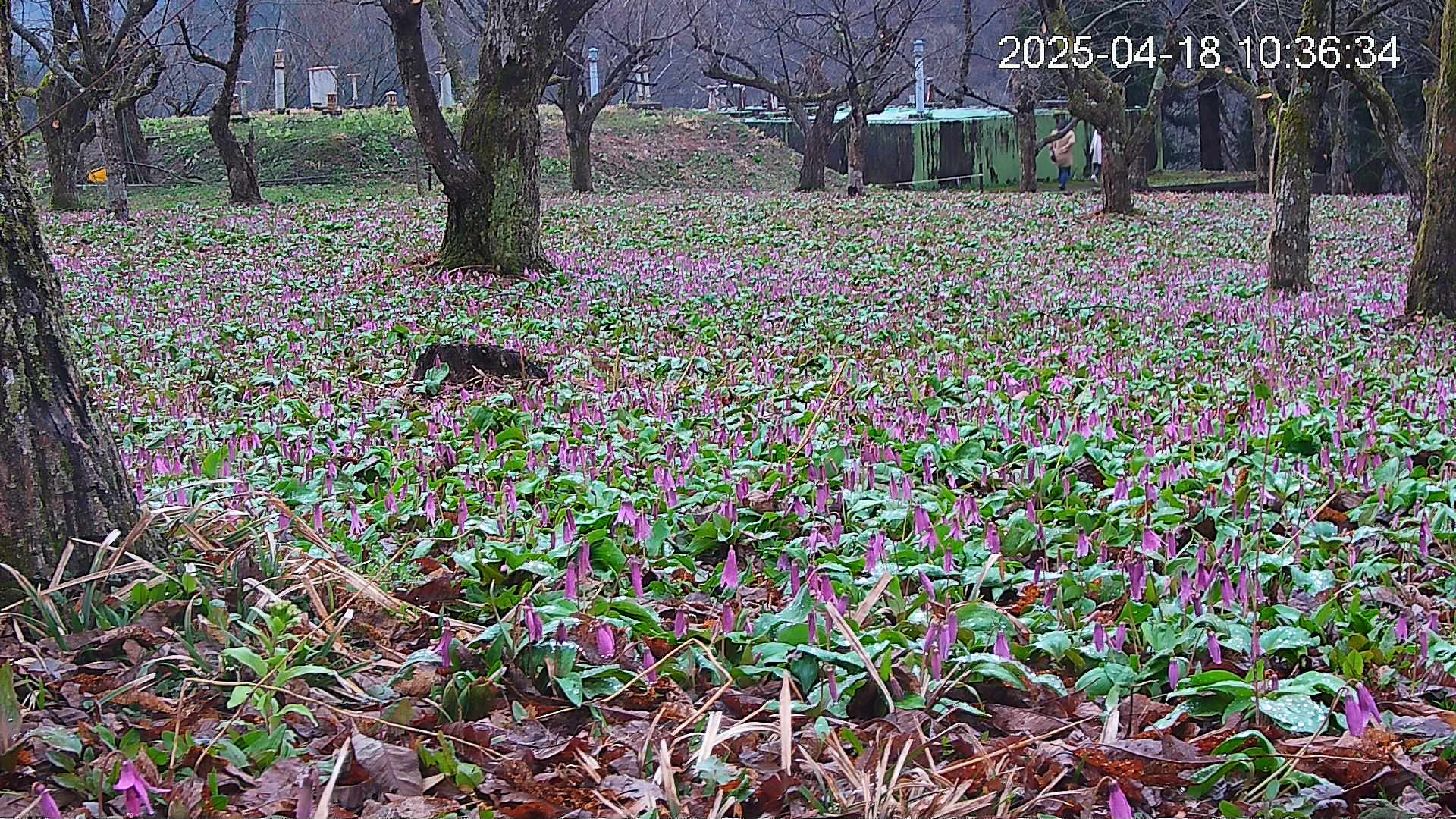 katakuri2-20250418103733.jpg