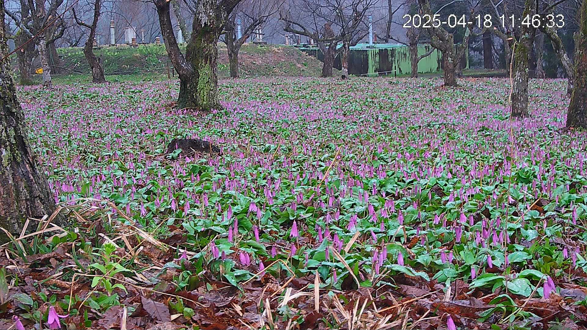 katakuri2-20250418114732.jpg