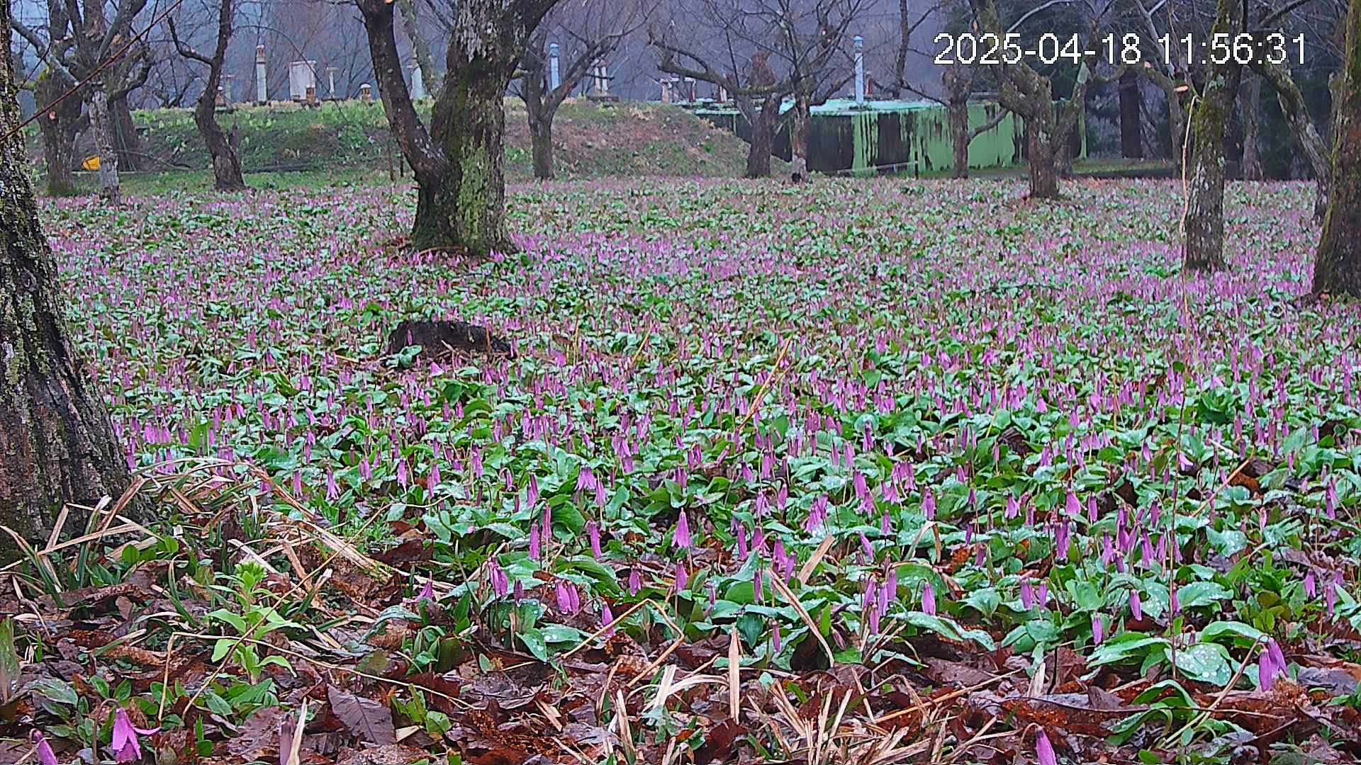 katakuri2-20250418115725.jpg