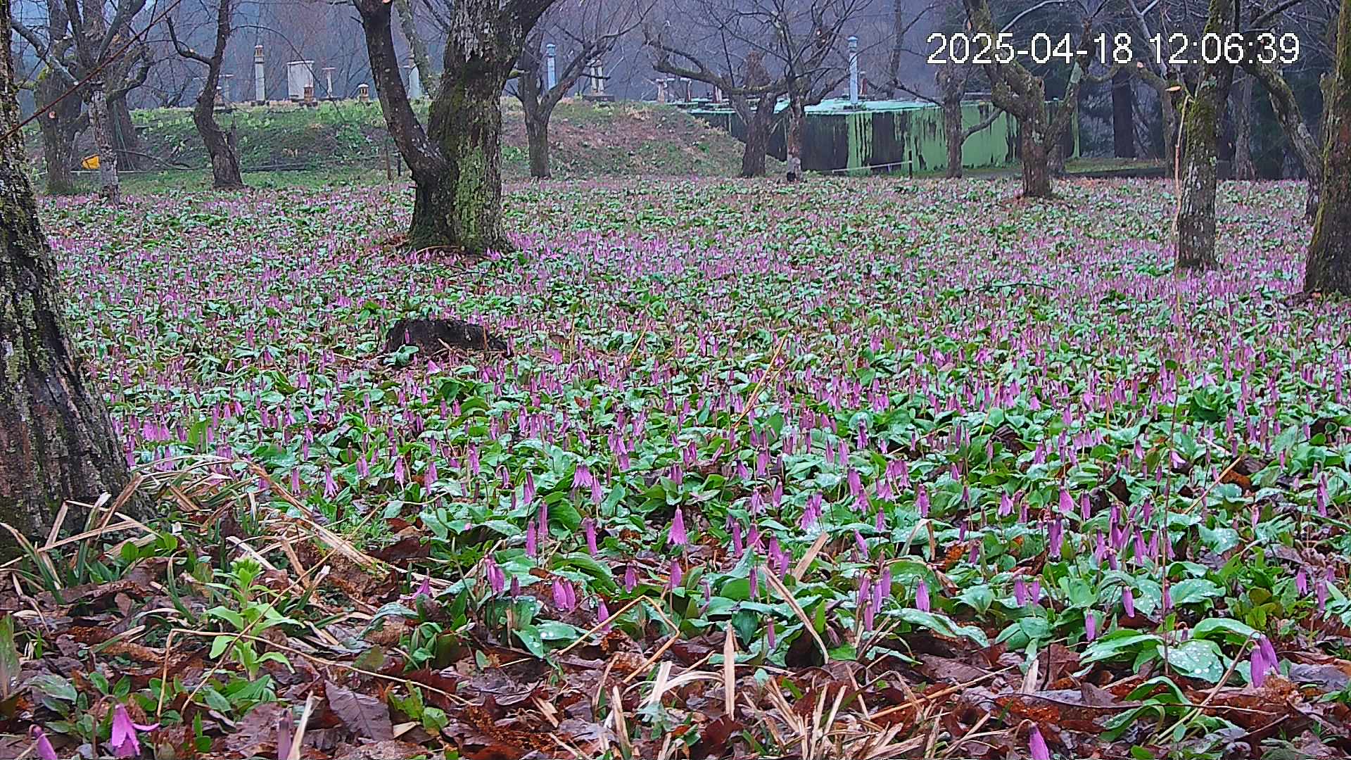 katakuri2-20250418120742.jpg