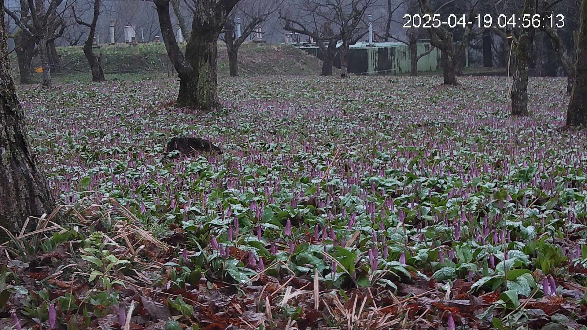 katakuri2-20250419045648.jpg