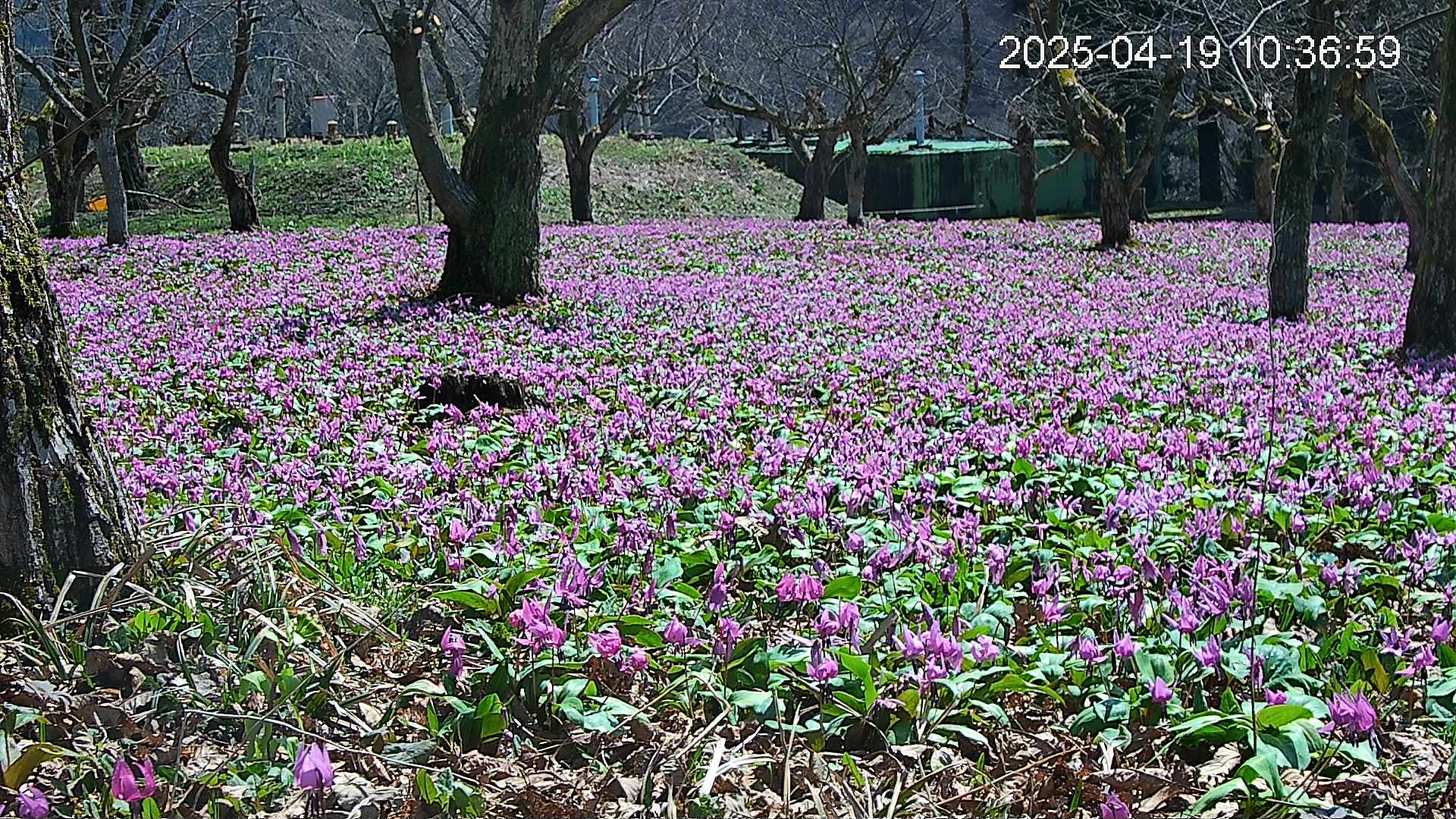katakuri2-20250419103800.jpg