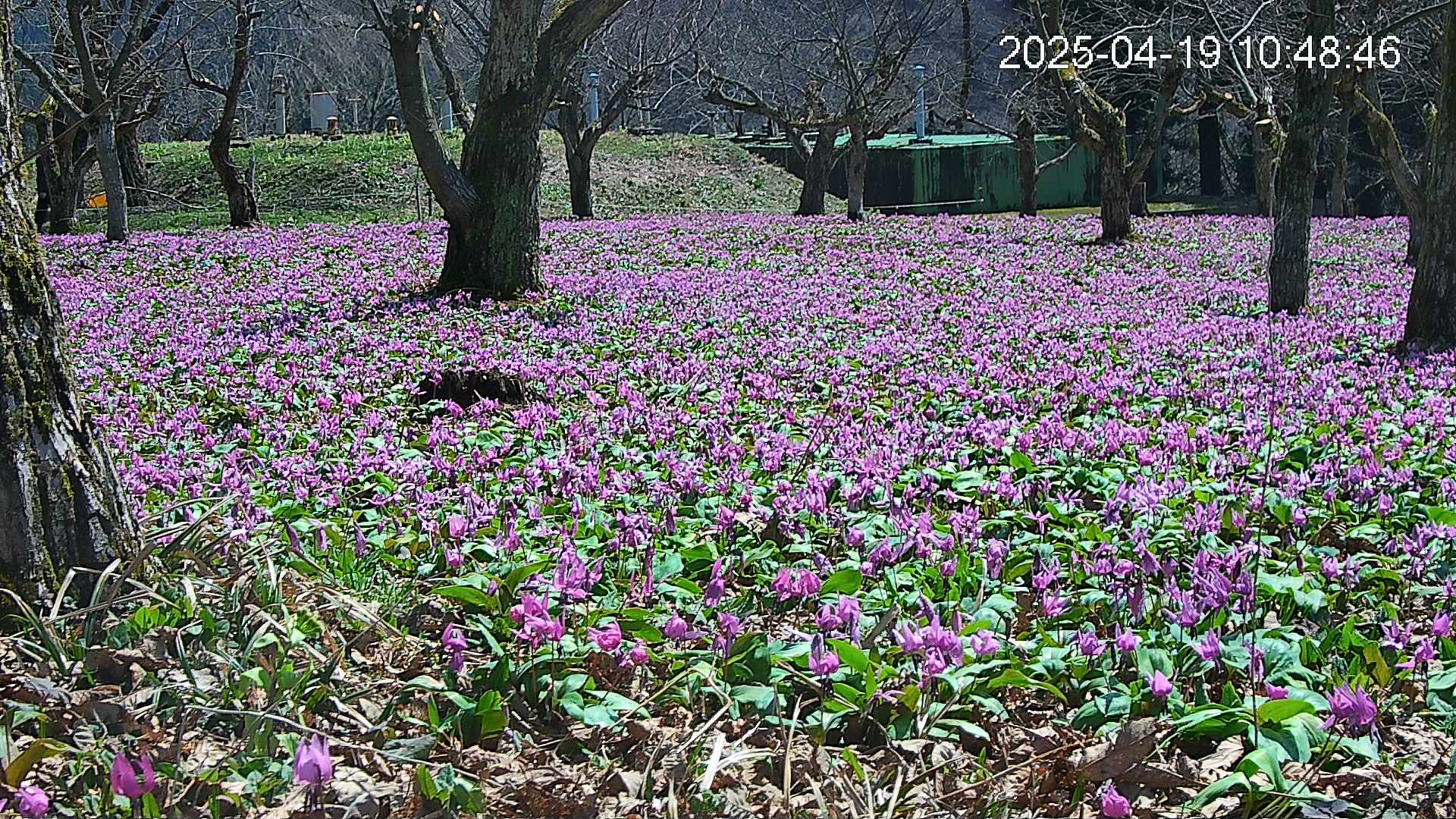 katakuri2-20250419104947.jpg
