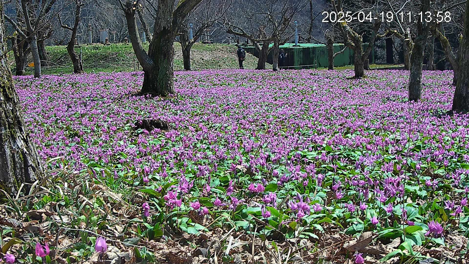 katakuri2-20250419111501.jpg