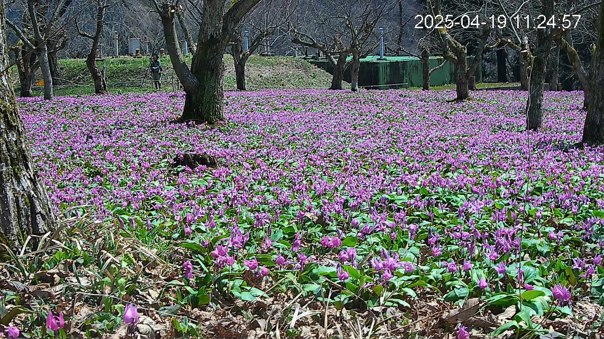 katakuri2-20250419112608.jpg