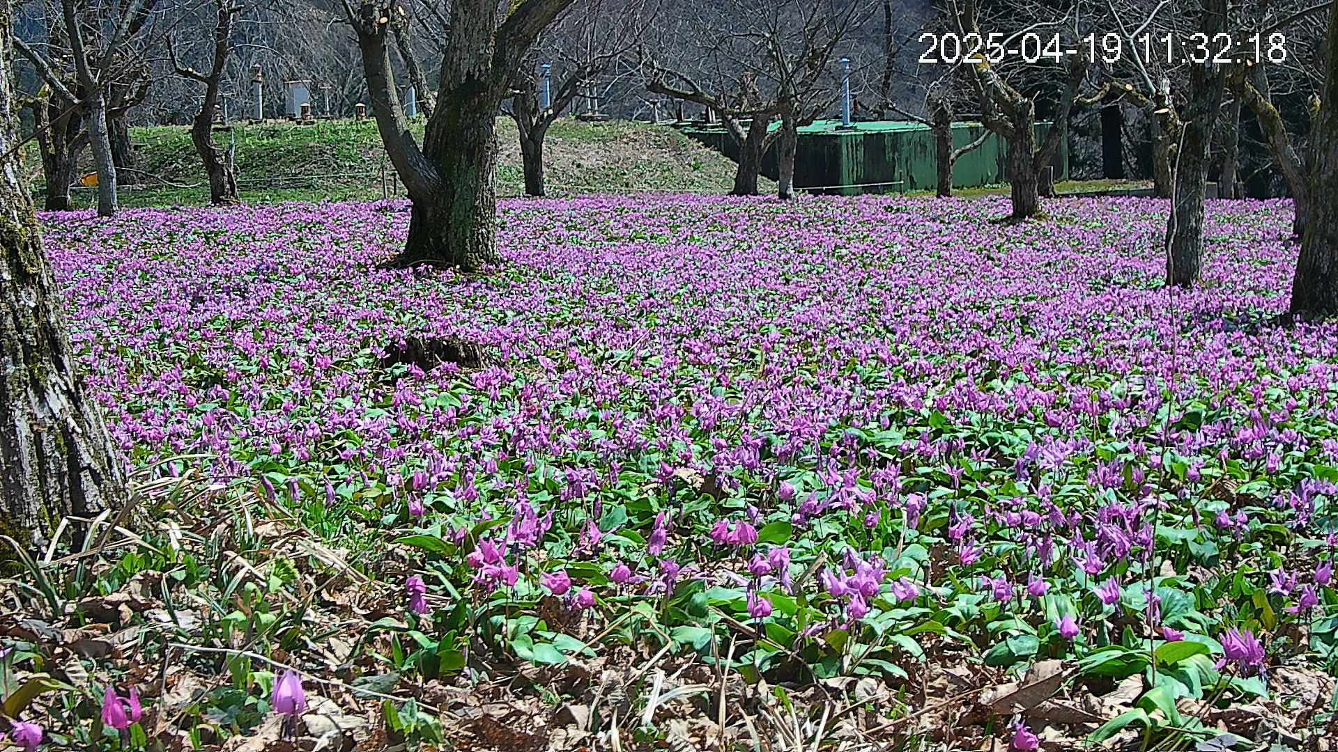 katakuri2-20250419113425.jpg