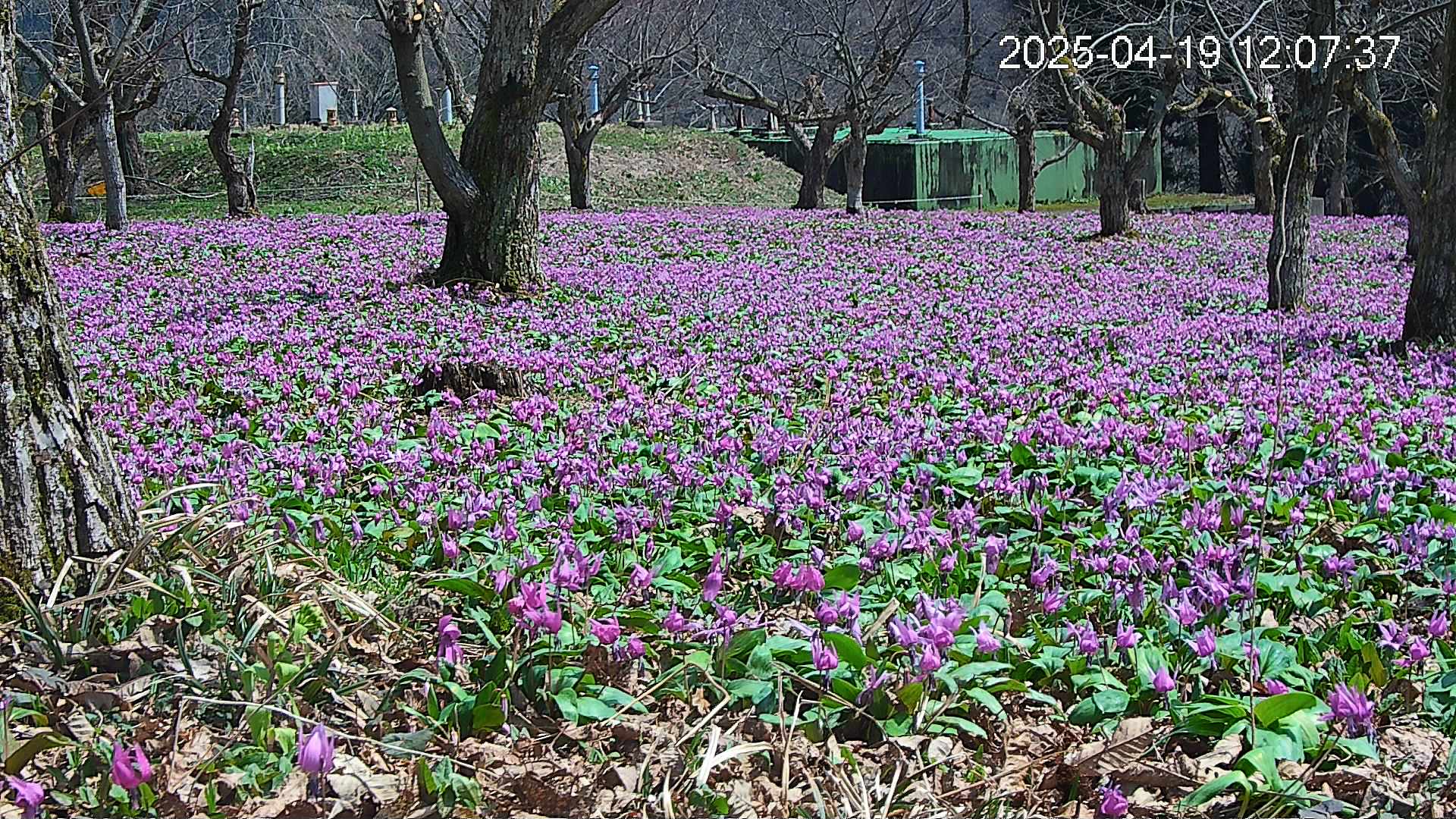 katakuri2-20250419120838.jpg