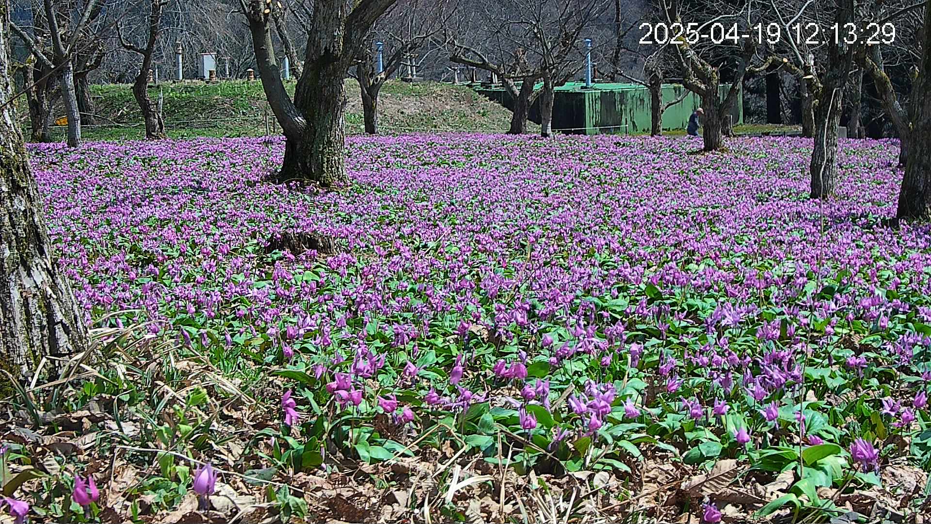 katakuri2-20250419121433.jpg