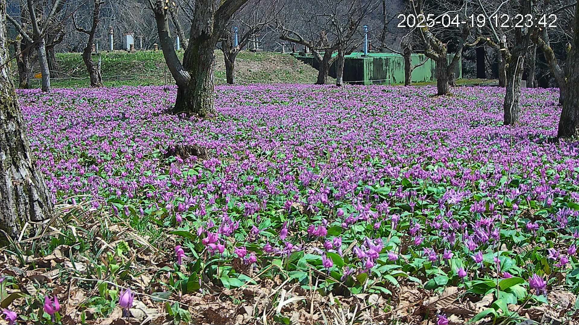 katakuri2-20250419122627.jpg