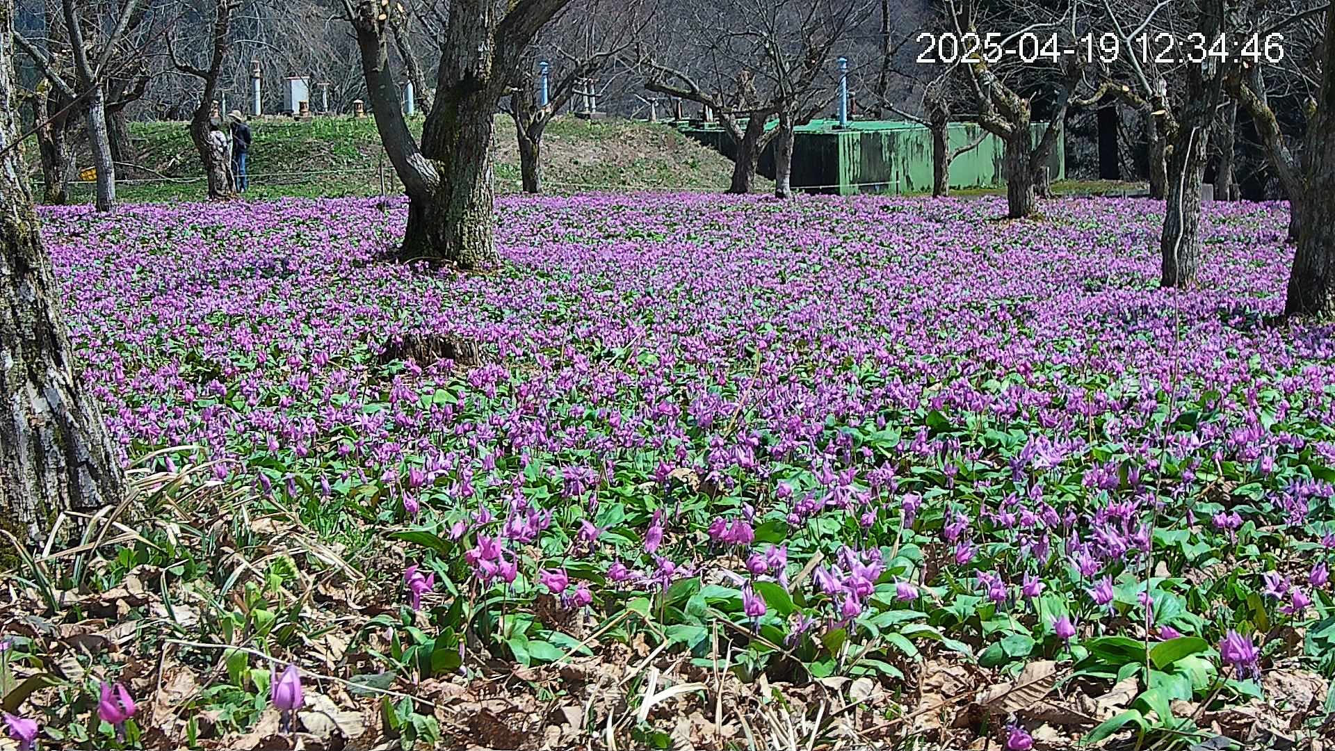 katakuri2-20250419123705.jpg