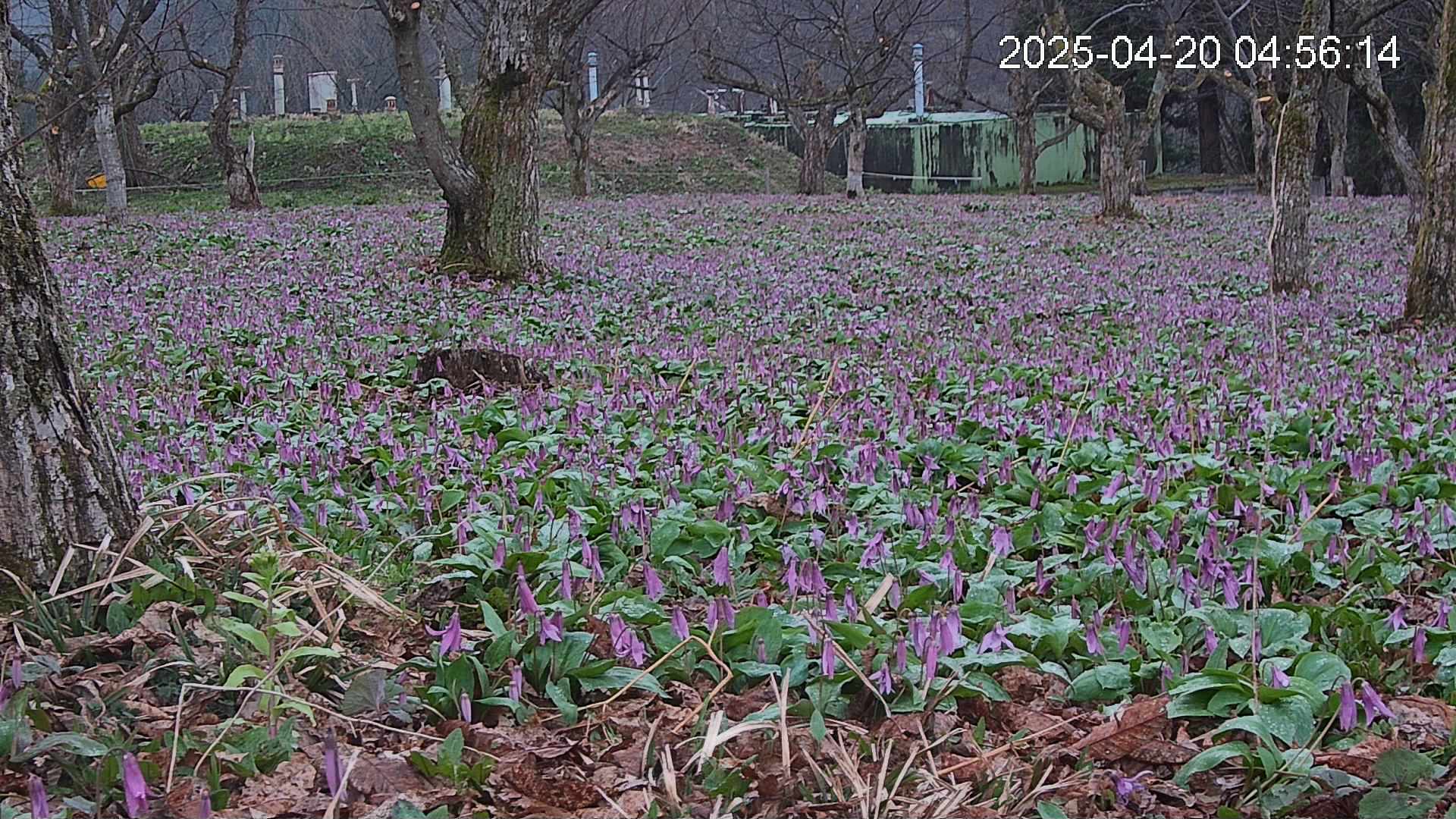 katakuri2-20250420045652.jpg