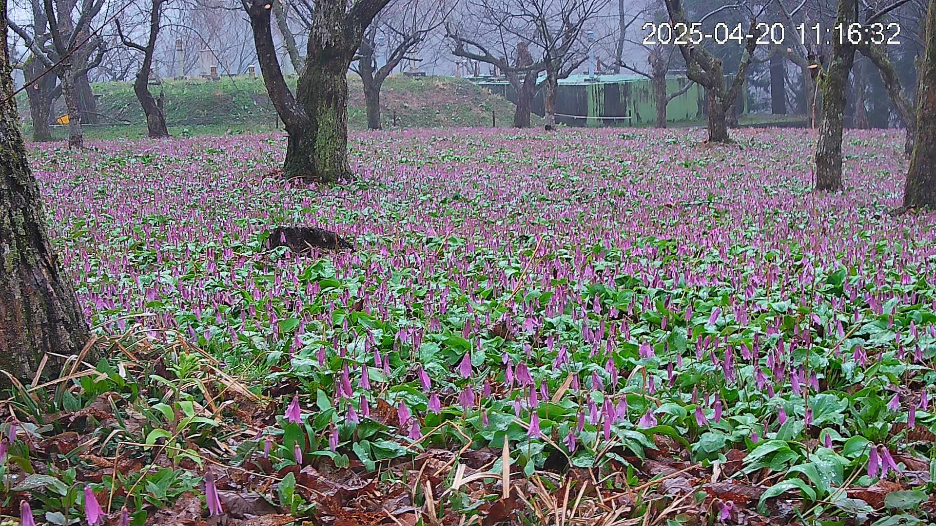 katakuri2-20250420111731.jpg