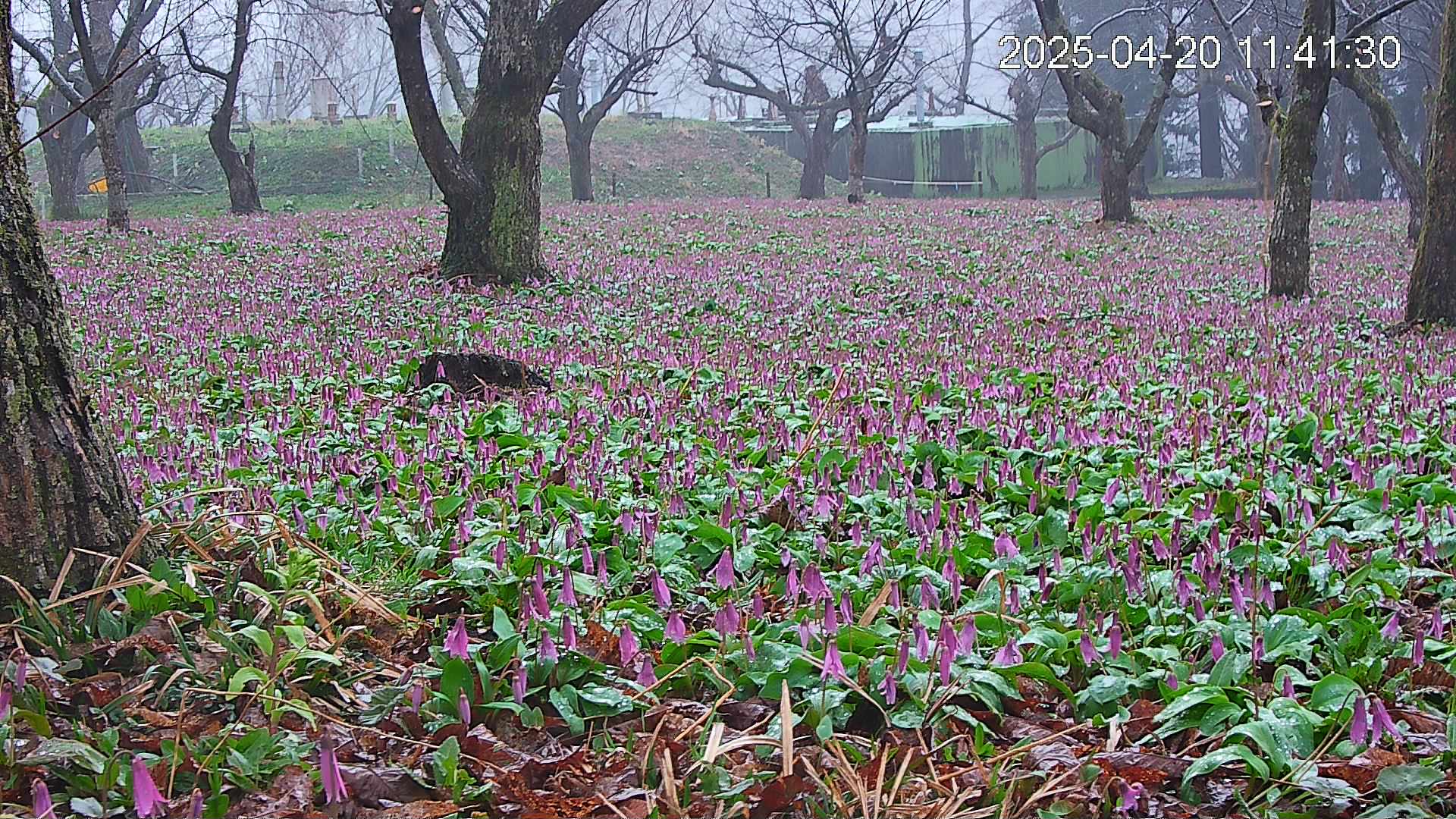 katakuri2-20250420114229.jpg
