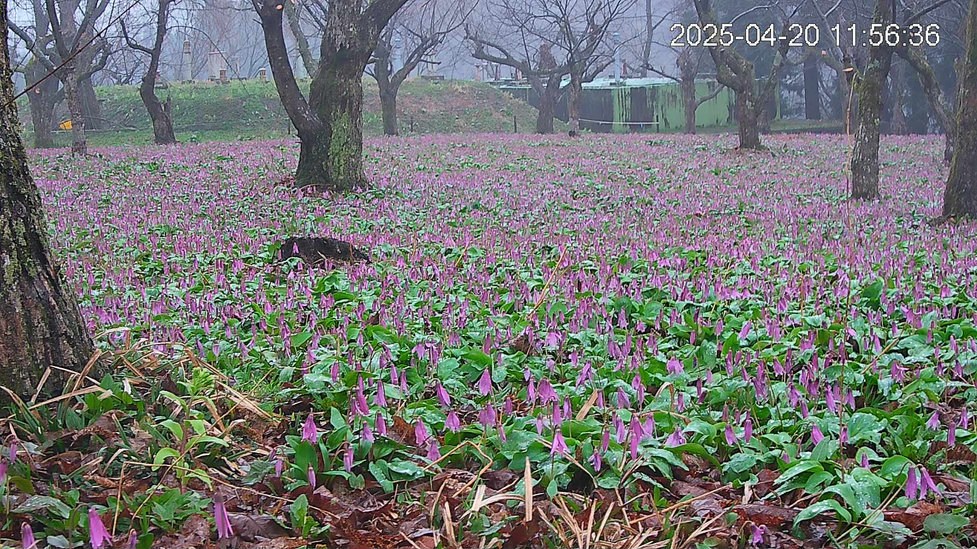 katakuri2-20250420115730.jpg