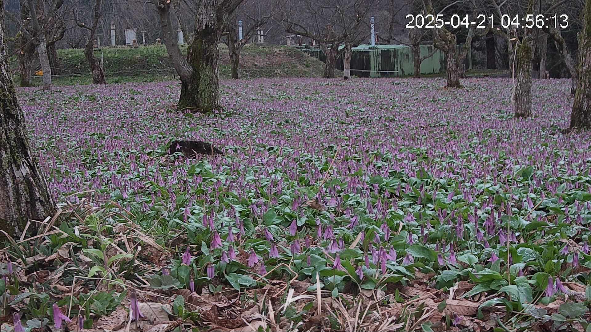 katakuri2-20250421045650.jpg