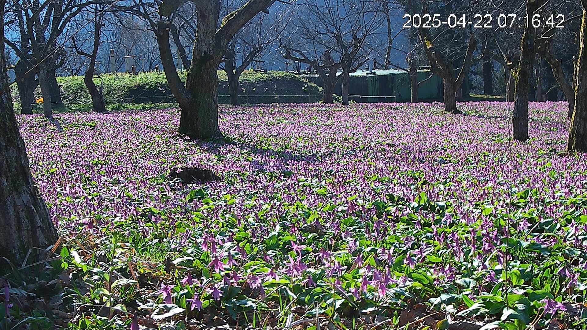 katakuri2-20250422071756.jpg