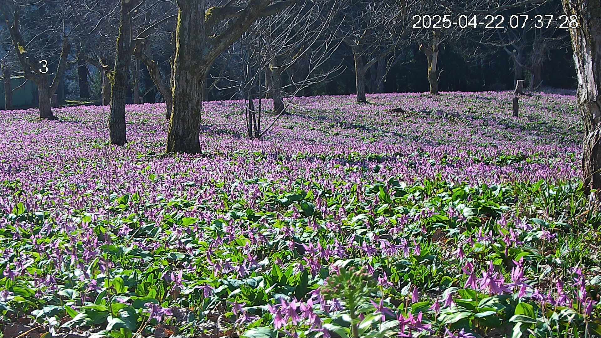katakuri2-20250422073911.jpg