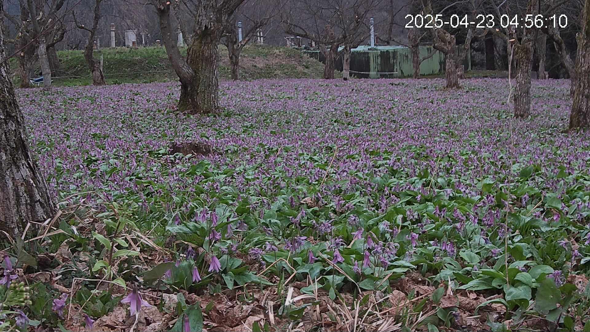 katakuri2-20250423045644.jpg
