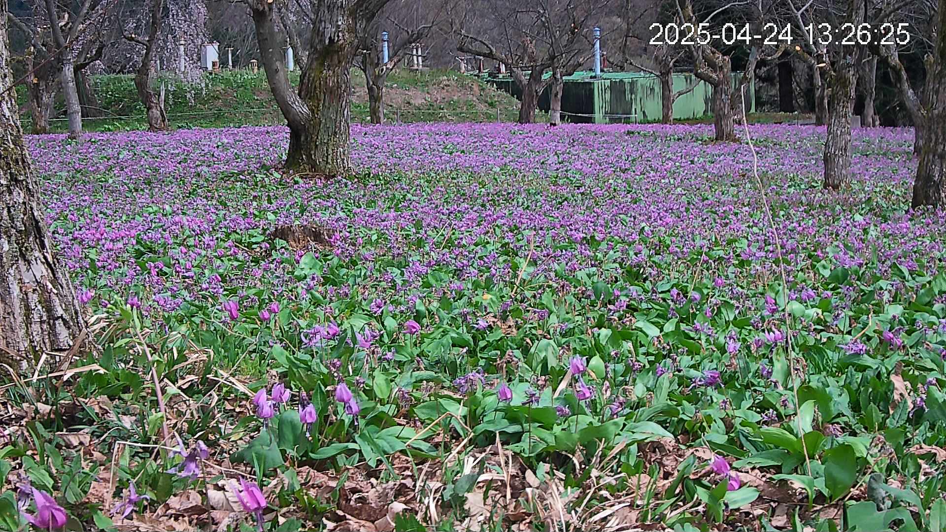 katakuri2-20250424132718.jpg