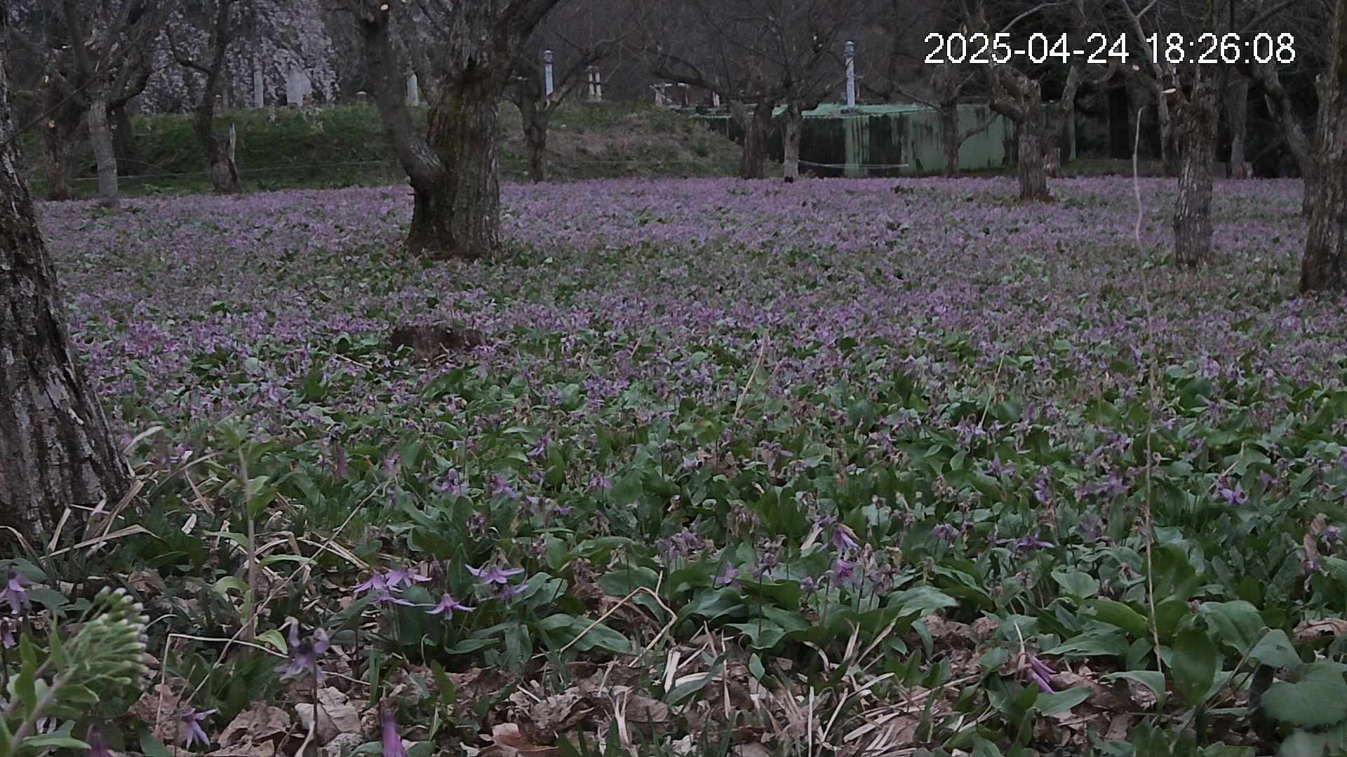 katakuri2-20250424182638.jpg