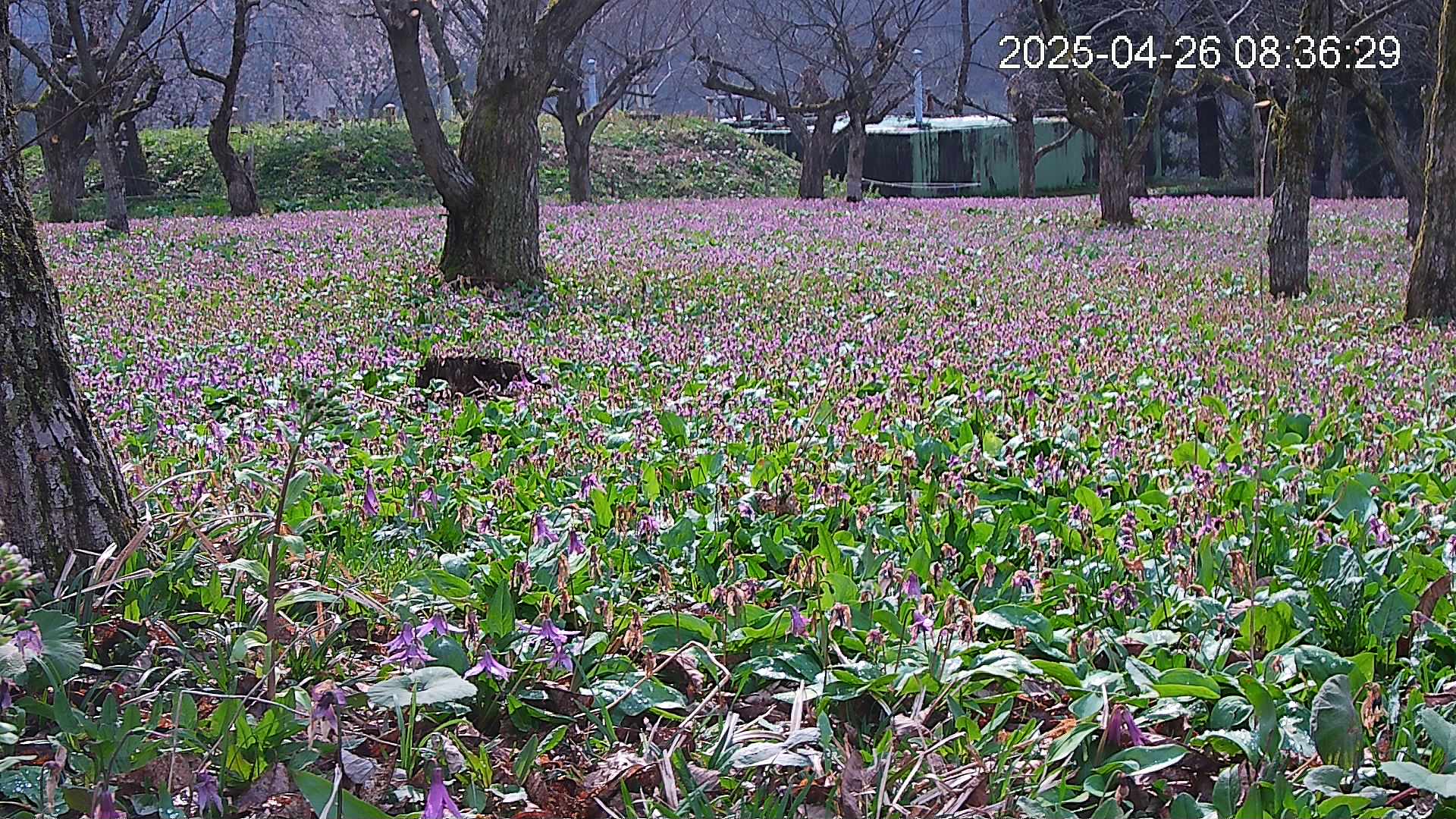 katakuri2-20250426083728.jpg