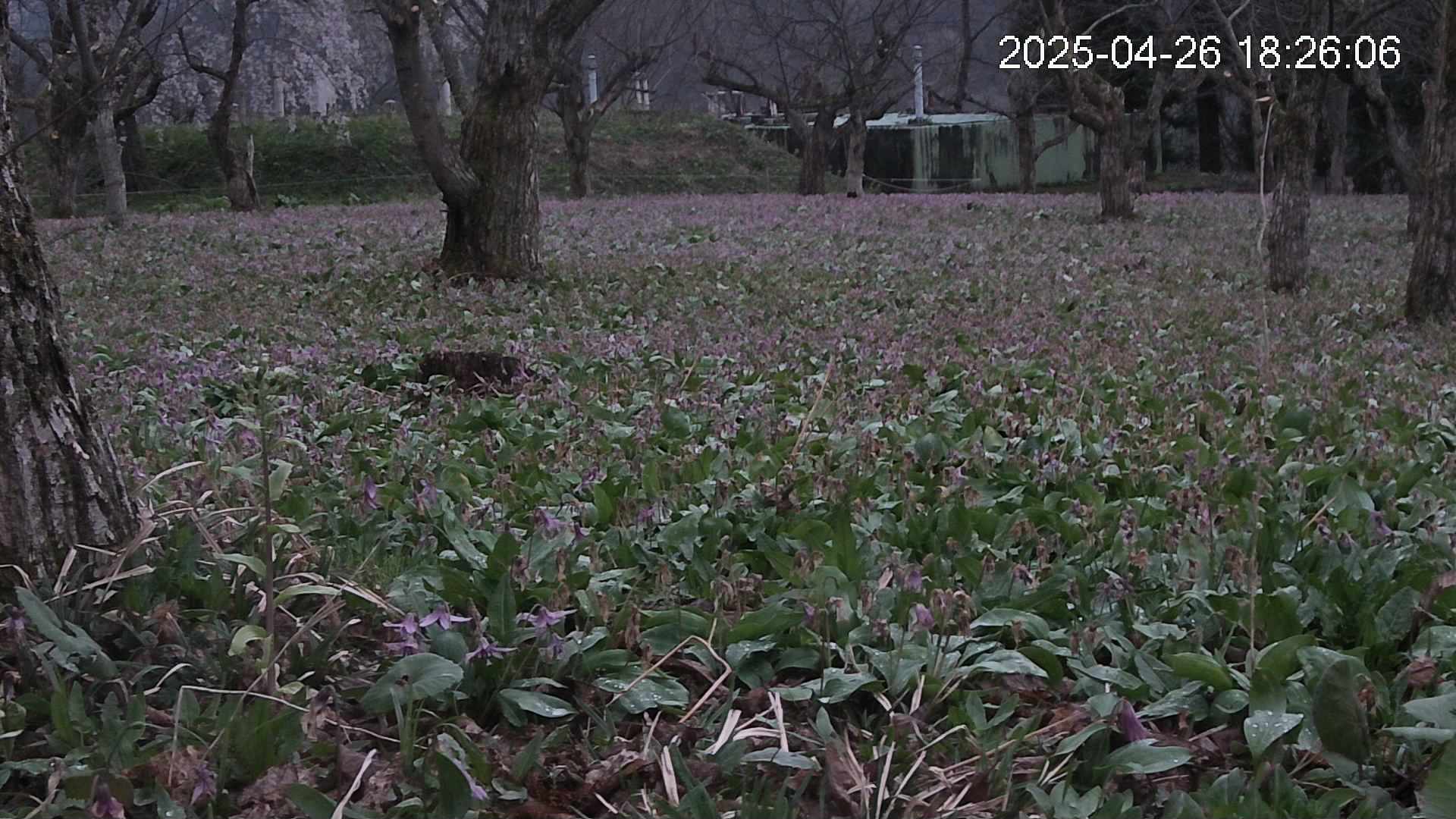 katakuri2-20250426182633.jpg