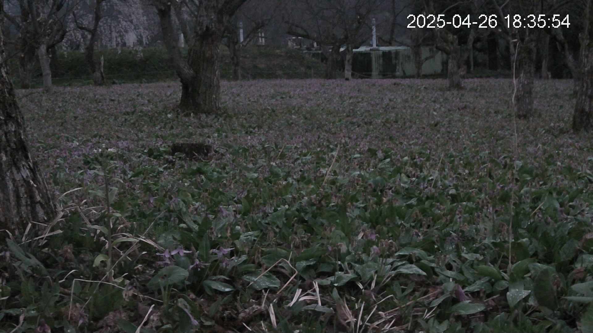 katakuri2-20250426183612.jpg