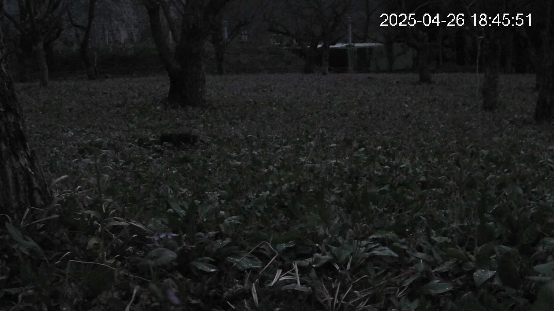 katakuri2-20250426184604.jpg
