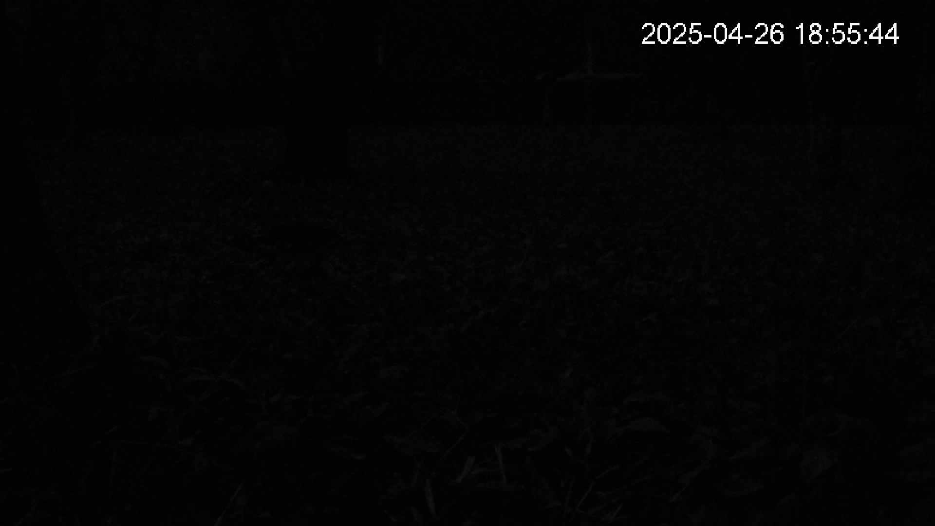 katakuri2-20250426185552.jpg