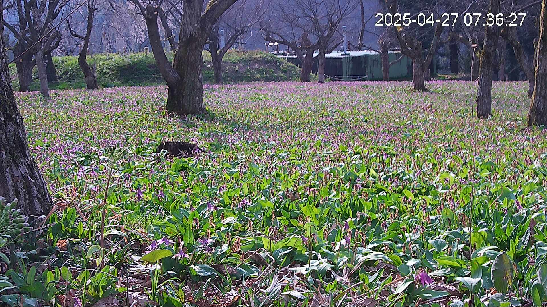 katakuri2-20250427073719.jpg