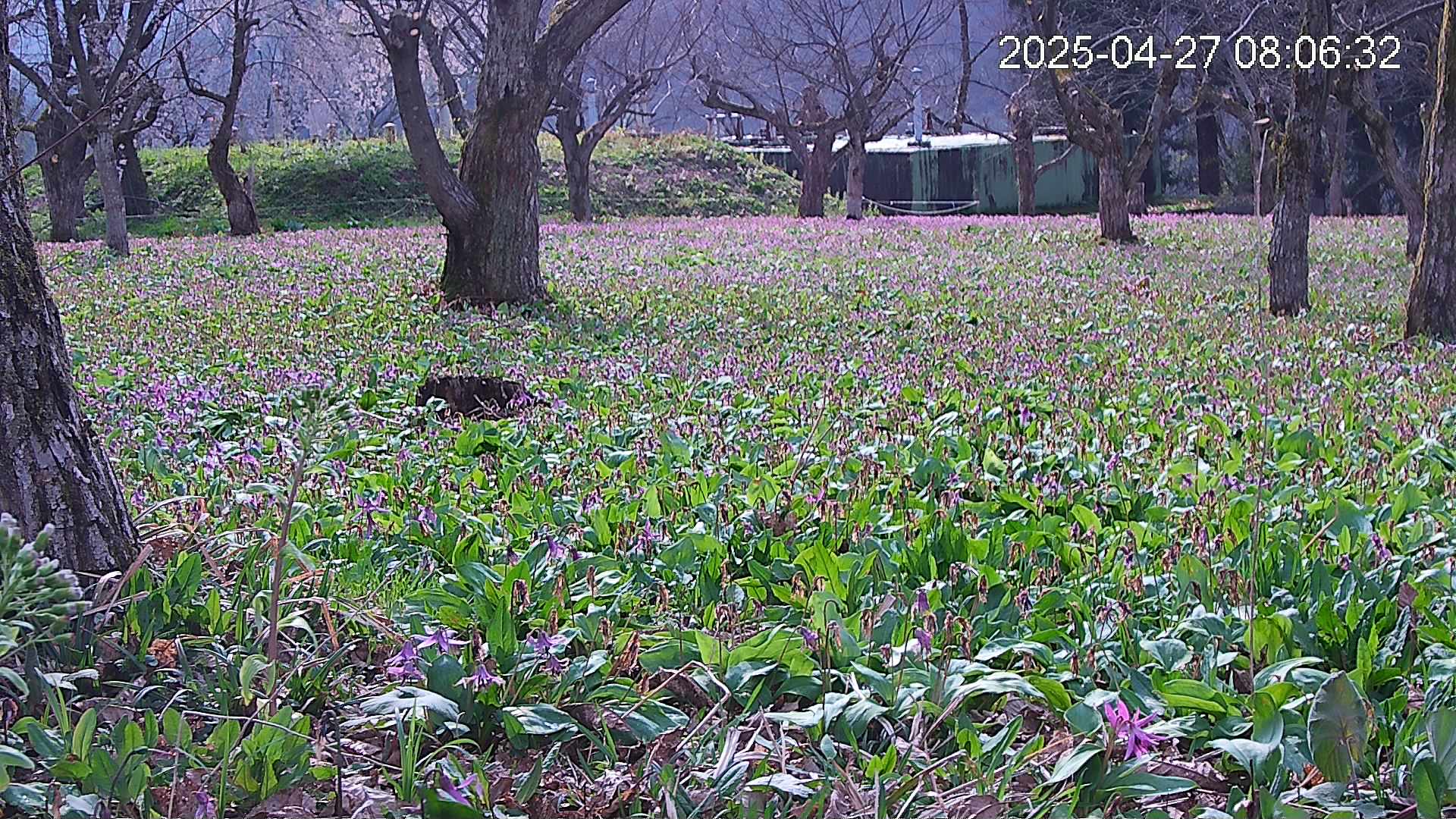 katakuri2-20250427080727.jpg