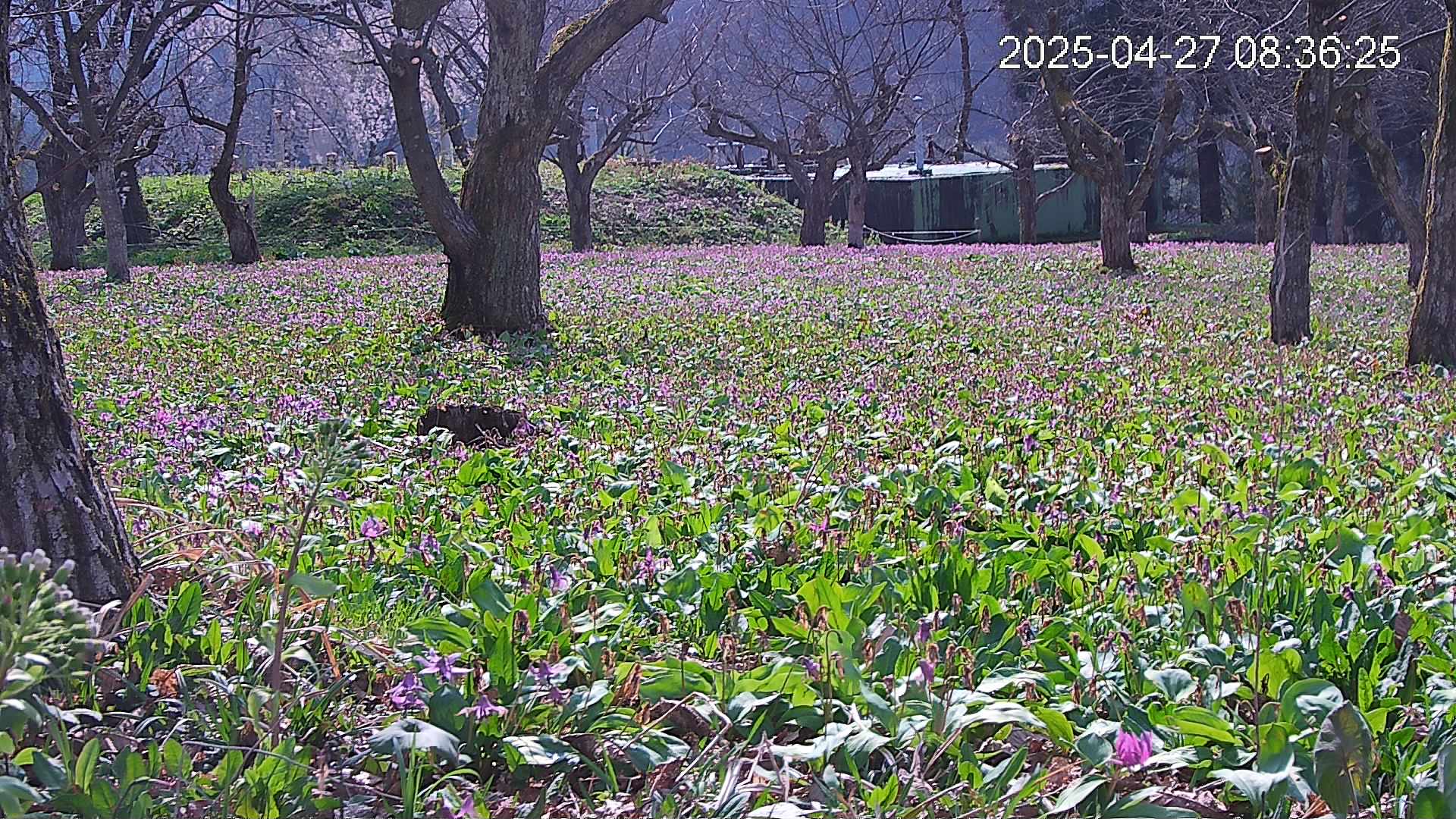 katakuri2-20250427083723.jpg