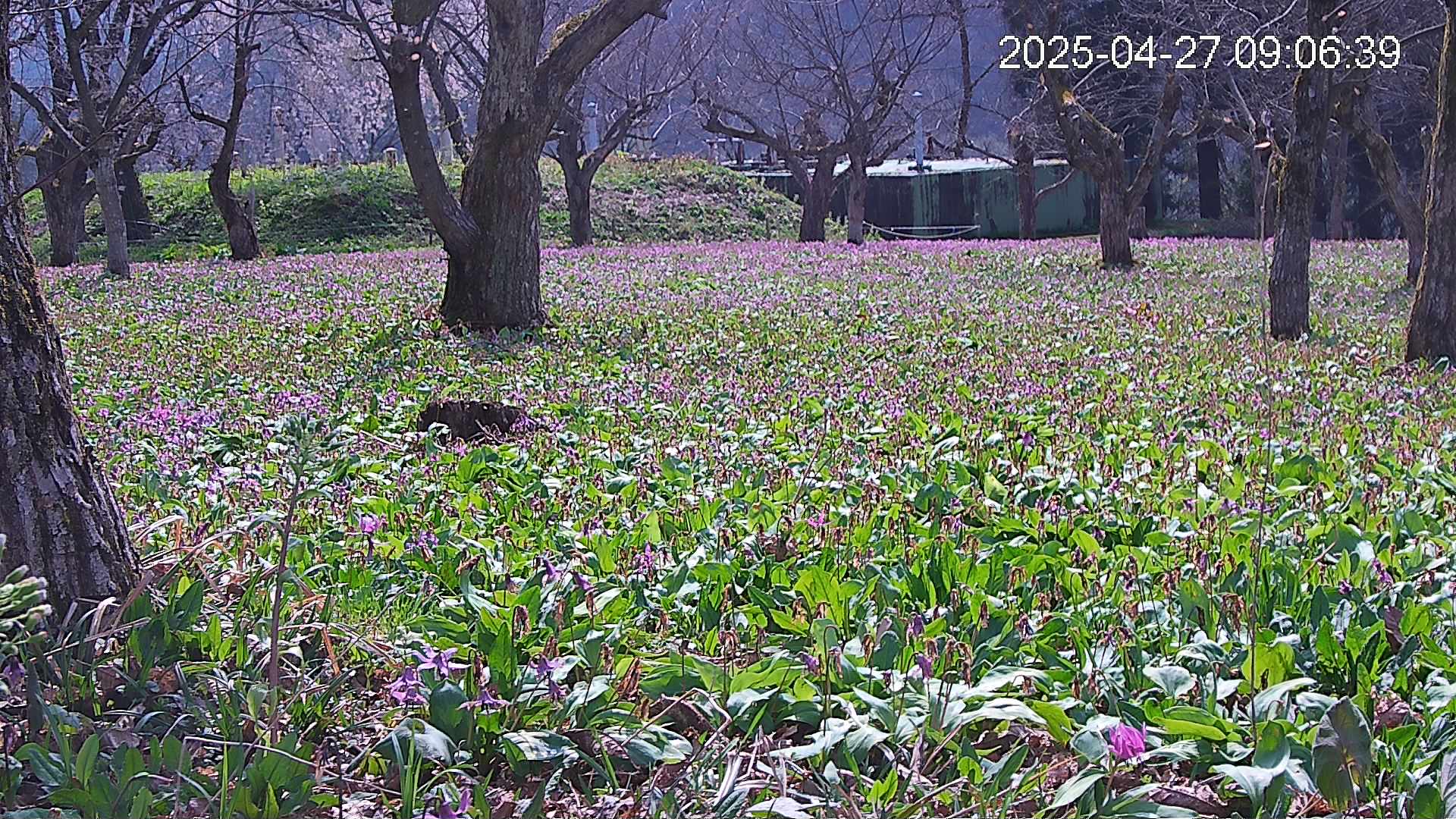 katakuri2-20250427090735.jpg